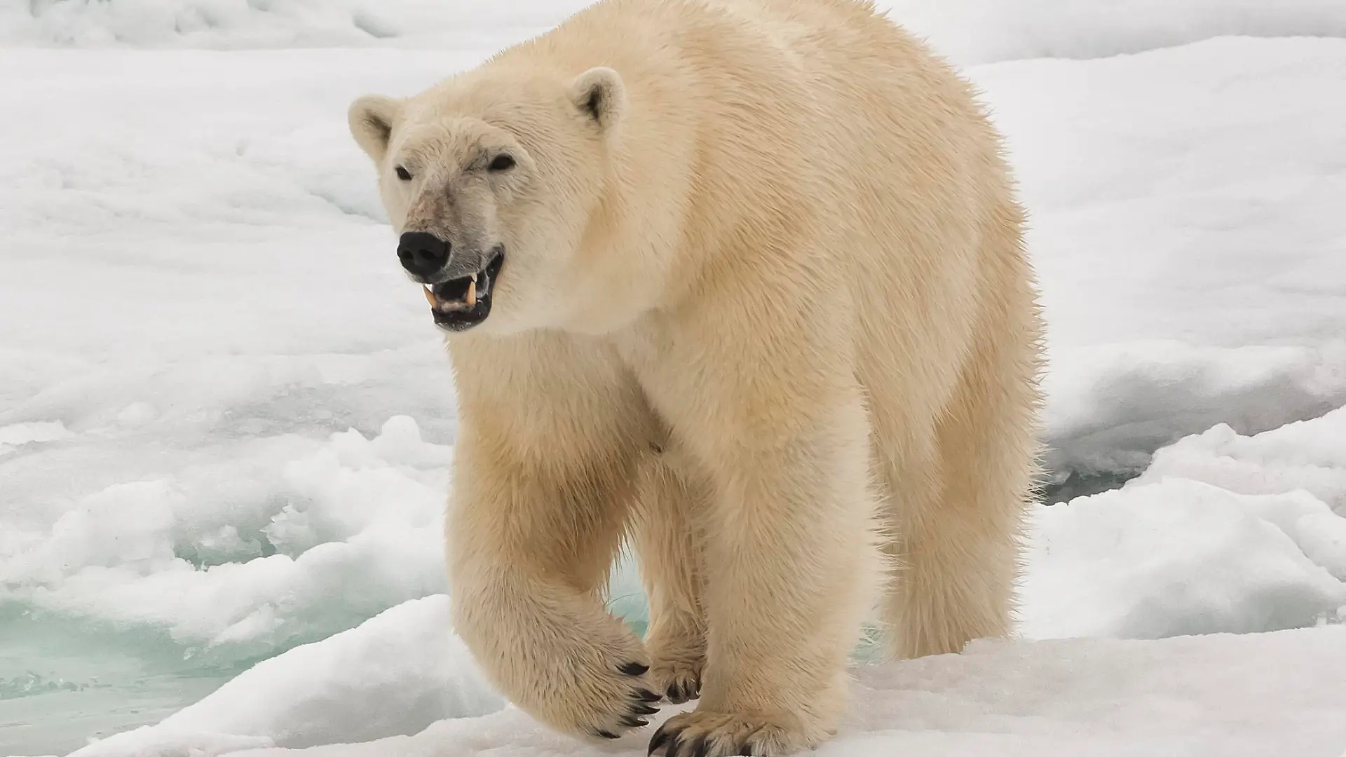 Female polar bear (Ursus maritimus), Svalbard Archipelago, Barents Sea, Norway, Scandinavia, Europe