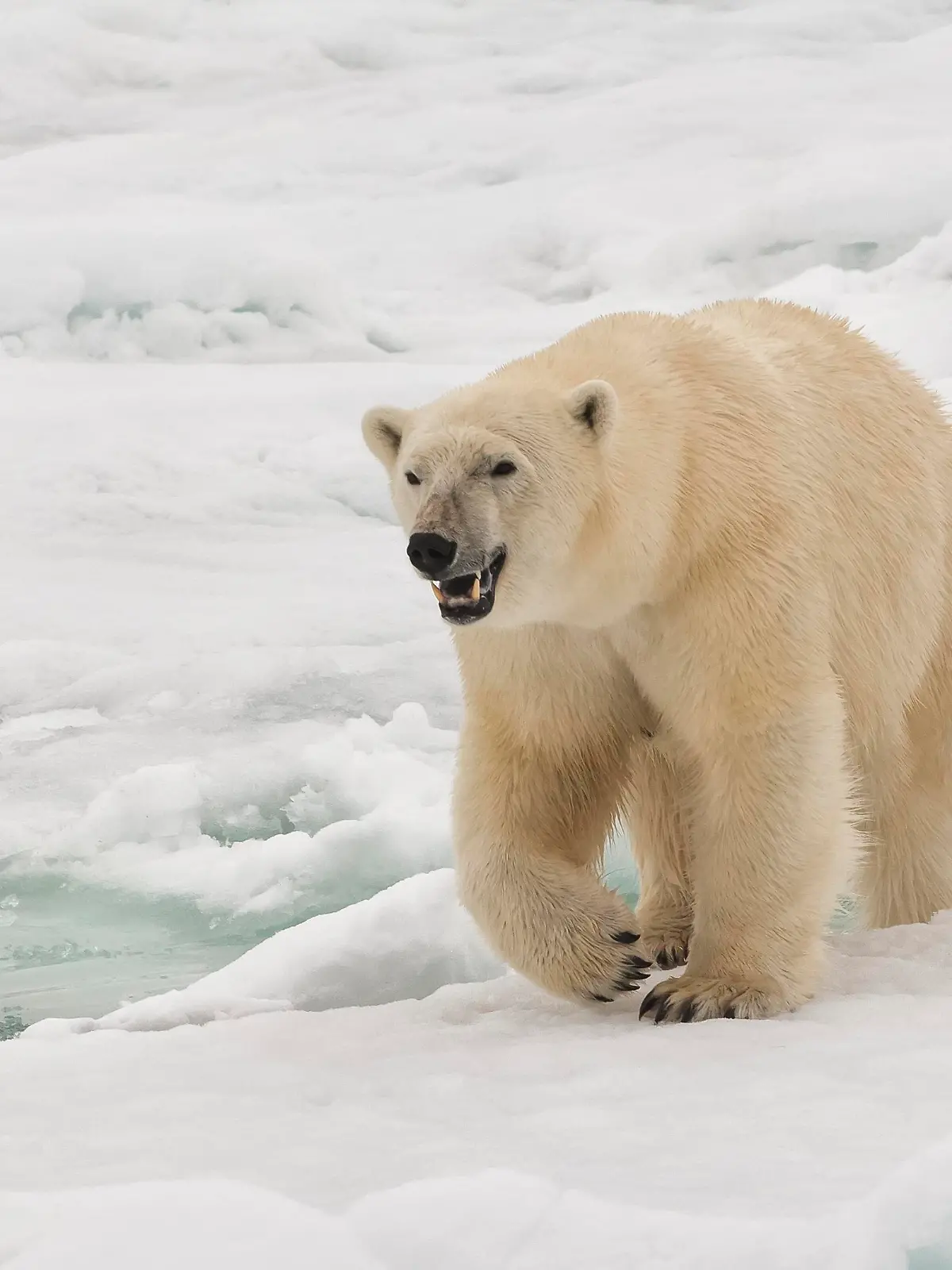 Female polar bear (Ursus maritimus), Svalbard Archipelago, Barents Sea, Norway, Scandinavia, Europe