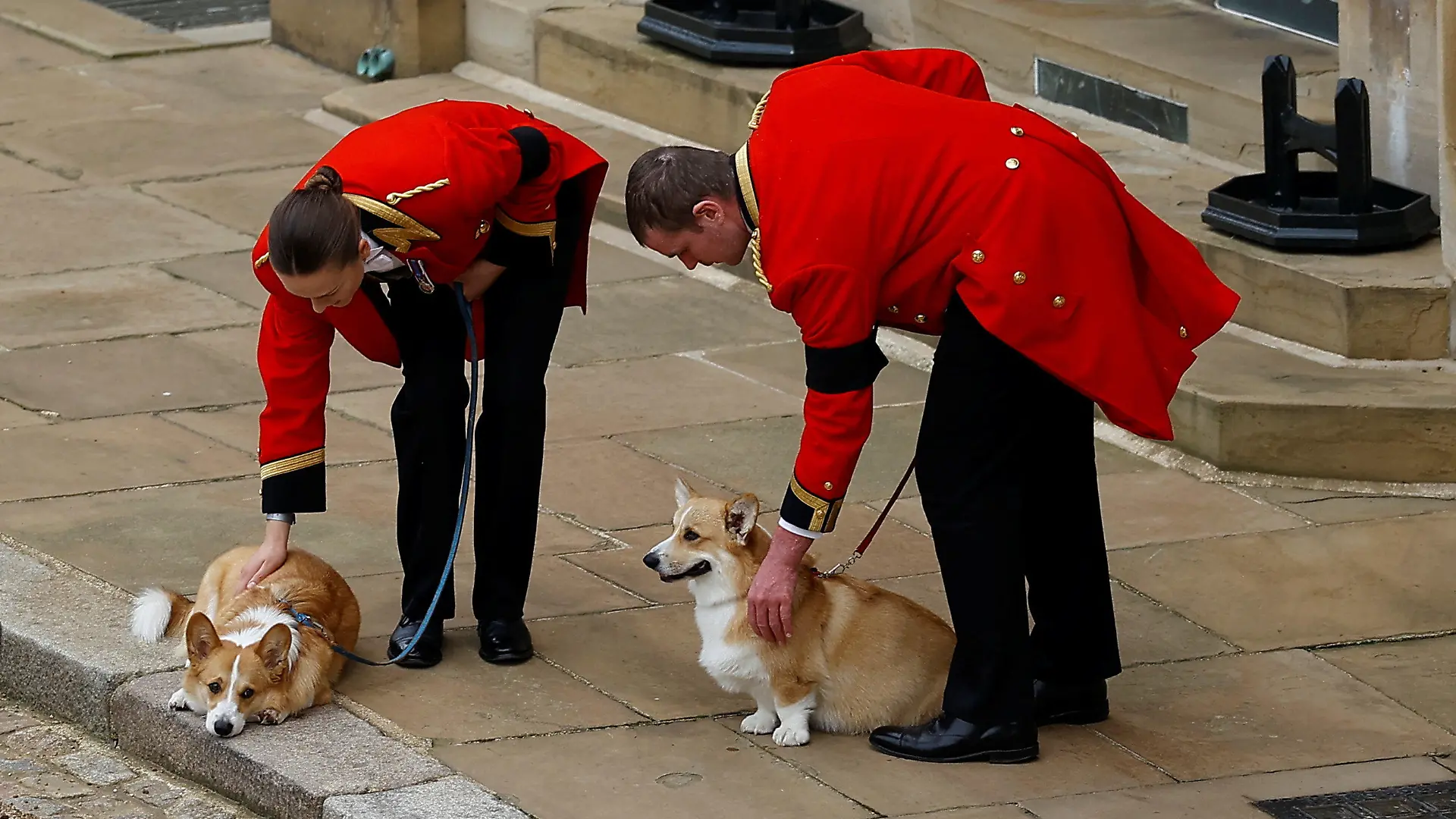 19.09.2022, Großbritannien, Windsor: Die beiden Corgis der Königin, Muick und Sandy, sind während der feierlichen Prozession durch Schloss Windsor vor der Beisetzung von Königin Elizabeth II. zu sehen. In einer Seitenkapelle der St.-Georges-Kapelle auf dem weitläufigen Schlossgelände soll die Queen nach dem Aussegnungsgottesdienst ihre letzte Ruhestätte finden. Foto: Peter Nicholls/PA Wire/dpa +++ dpa-Bildfunk +++