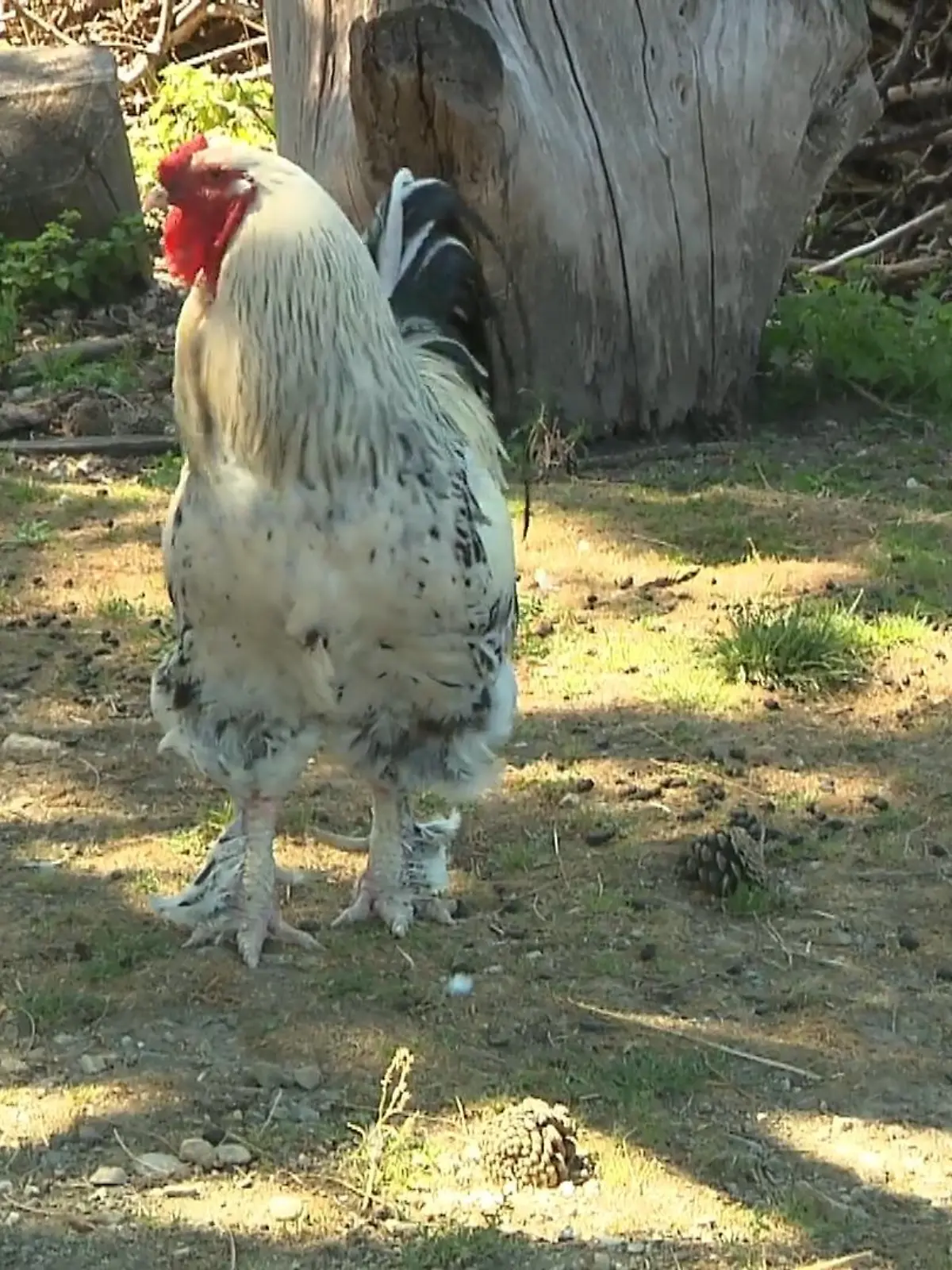 Jede Woche suchen wir ein neues Zuhause für Zwei- oder Vierbeiner, die auf der Suche nach liebevollen Besitzern sind. 
Heutiger Anwärter: Brahma-Hahn Oschi as dem Tierheim München.
