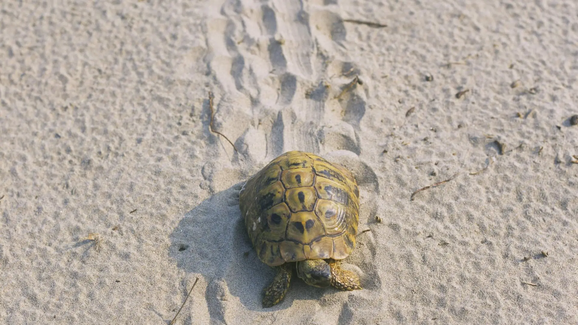 Griechische Landschildkroete (Testudo hermanni), laeuft im Sand, Griechenland | Hermann's tortoise, Greek tortoise (Testudo hermanni), walking in sand, Greece