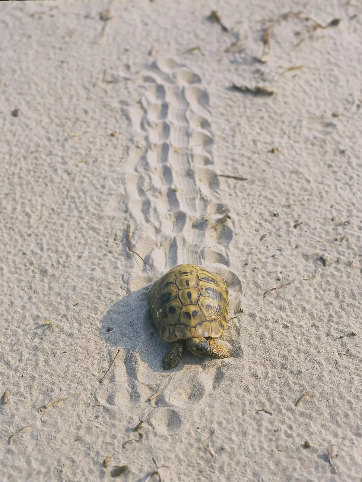 Griechische Landschildkroete (Testudo hermanni), laeuft im Sand, Griechenland | Hermann's tortoise, Greek tortoise (Testudo hermanni), walking in sand, Greece