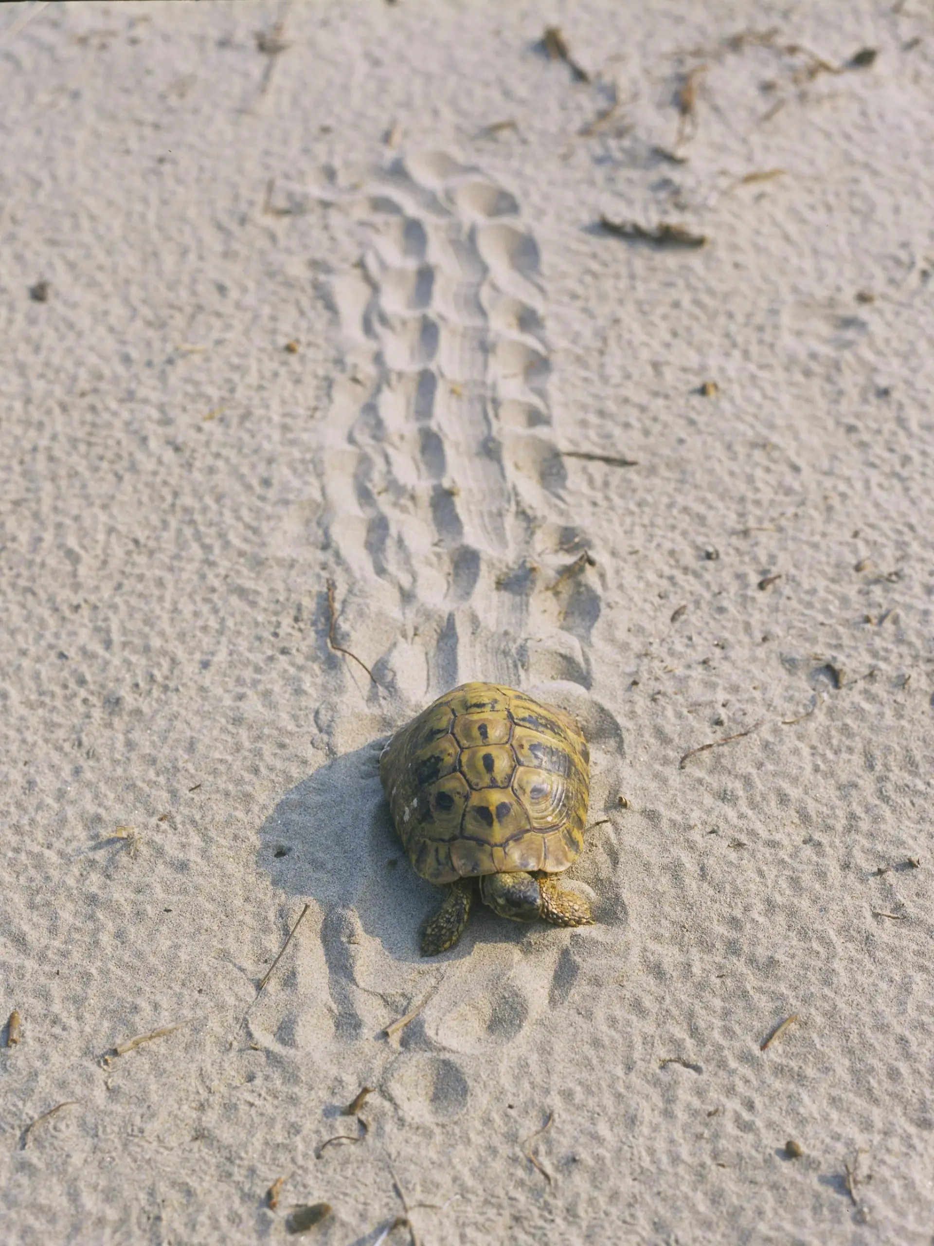 Griechische Landschildkroete (Testudo hermanni), laeuft im Sand, Griechenland | Hermann's tortoise, Greek tortoise (Testudo hermanni), walking in sand, Greece