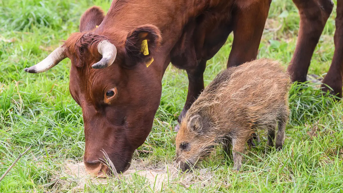29.09.2022, Niedersachsen, Brevörde-Grave: Wildschwein ·Frida· frisst neben Kühen auf einer Weide an der Weser im Landkreis Holzminden. Der Frischling hat sich vor einigen Wochen einer Herde Rotes Höhenvieh vom Biohof Familie Stapel in Grave bei Brevörde angeschlossen. Foto: Julian Stratenschulte/dpa +++ dpa-Bildfunk +++
