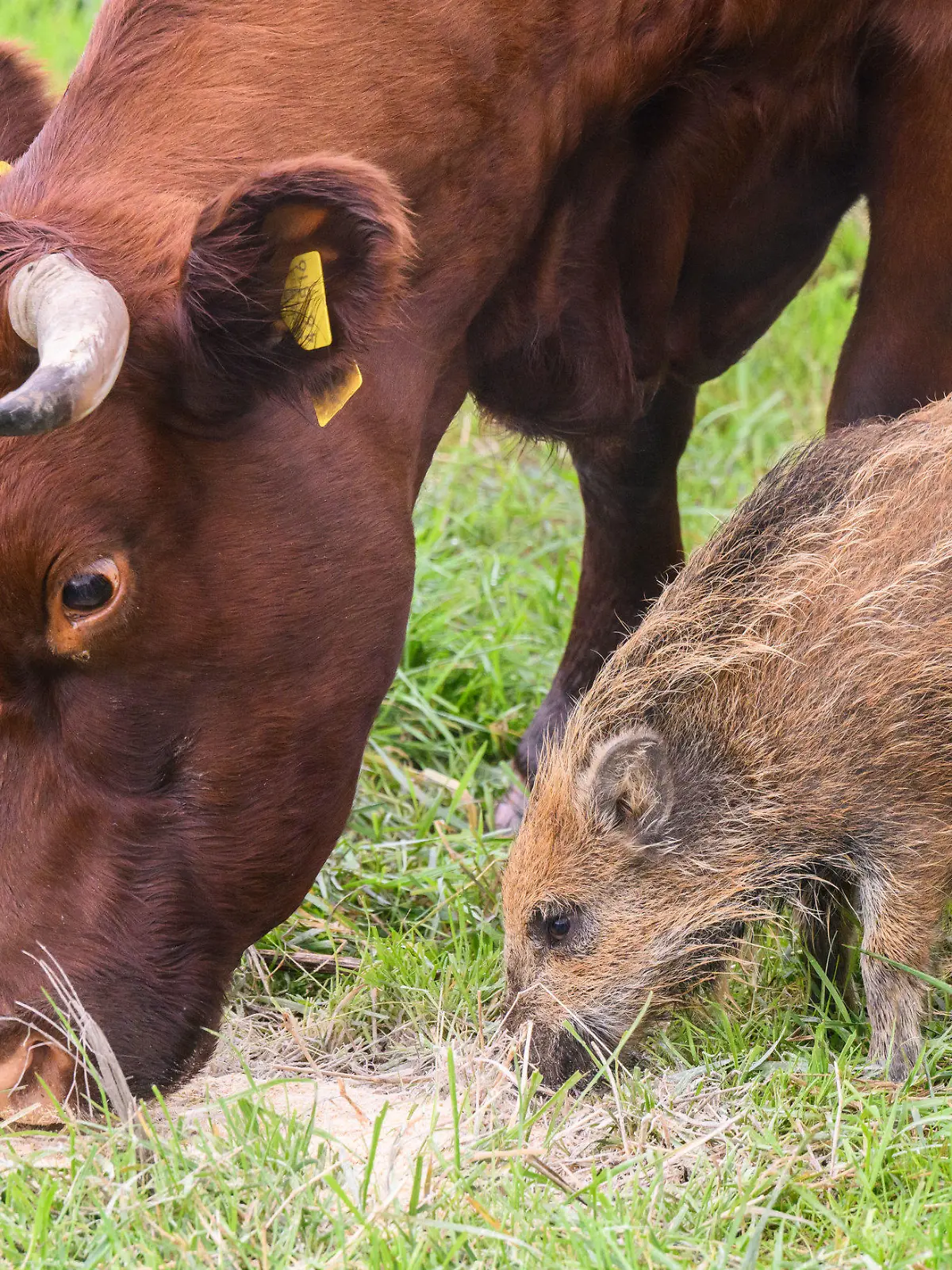 29.09.2022, Niedersachsen, Brevörde-Grave: Wildschwein ·Frida· frisst neben Kühen auf einer Weide an der Weser im Landkreis Holzminden. Der Frischling hat sich vor einigen Wochen einer Herde Rotes Höhenvieh vom Biohof Familie Stapel in Grave bei Brevörde angeschlossen. Foto: Julian Stratenschulte/dpa +++ dpa-Bildfunk +++