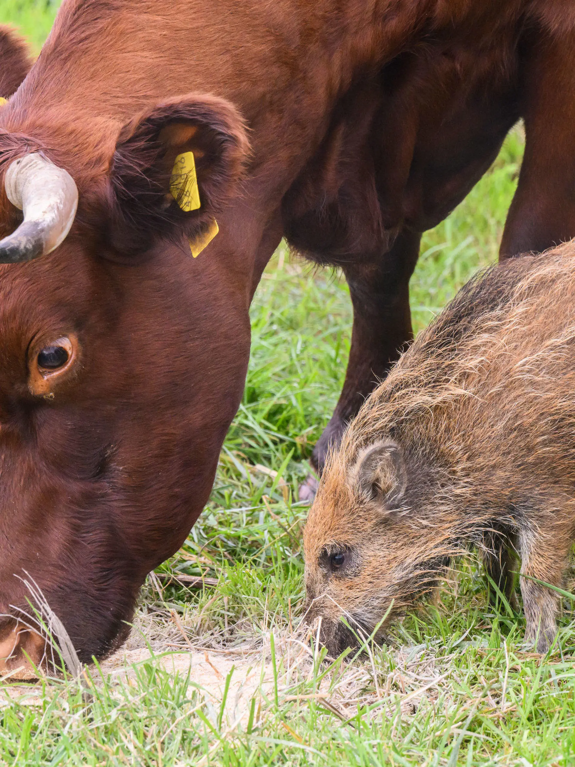 29.09.2022, Niedersachsen, Brevörde-Grave: Wildschwein ·Frida· frisst neben Kühen auf einer Weide an der Weser im Landkreis Holzminden. Der Frischling hat sich vor einigen Wochen einer Herde Rotes Höhenvieh vom Biohof Familie Stapel in Grave bei Brevörde angeschlossen. Foto: Julian Stratenschulte/dpa +++ dpa-Bildfunk +++
