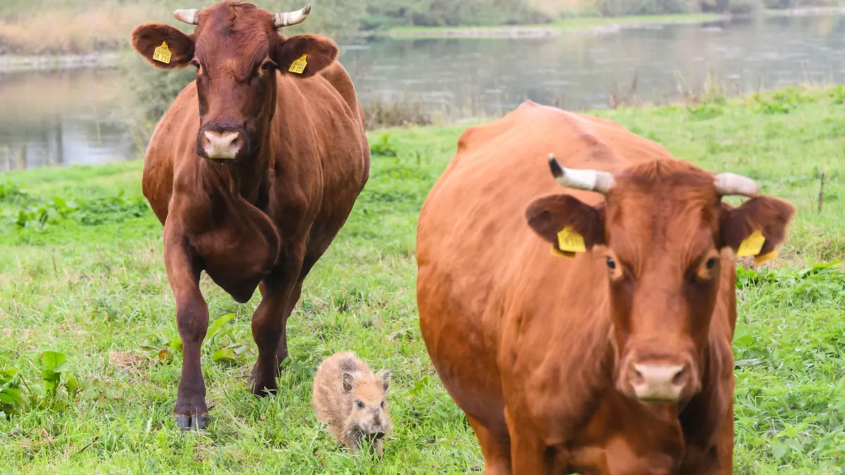 29.09.2022, Niedersachsen, Brevörde-Grave: Wildschwein ·Frida· läuft zwischen zwei Kühen auf einer Weide an der Weser im Landkreis Holzminden. Der Frischling hat sich vor einigen Wochen einer Herde Rotes Höhenvieh vom Biohof Familie Stapel in Grave bei Brevörde angeschlossen. Foto: Julian Stratenschulte/dpa +++ dpa-Bildfunk +++