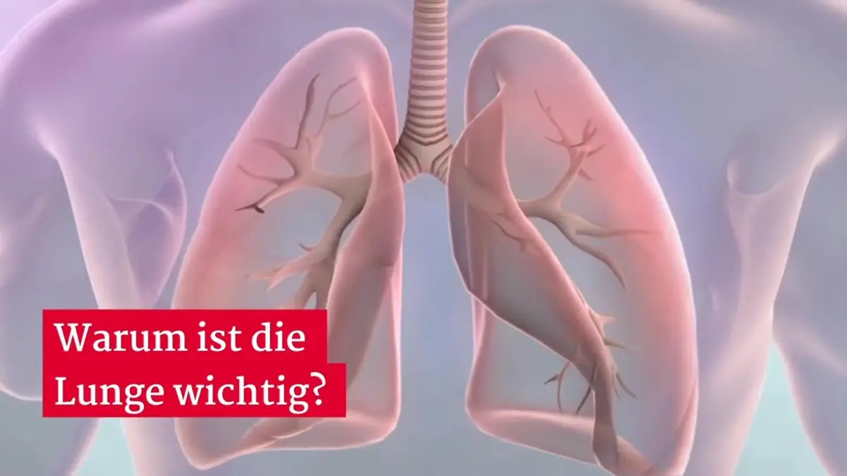 Warum ist die Lunge wichtig? Zentrum unseres Atmungssystems