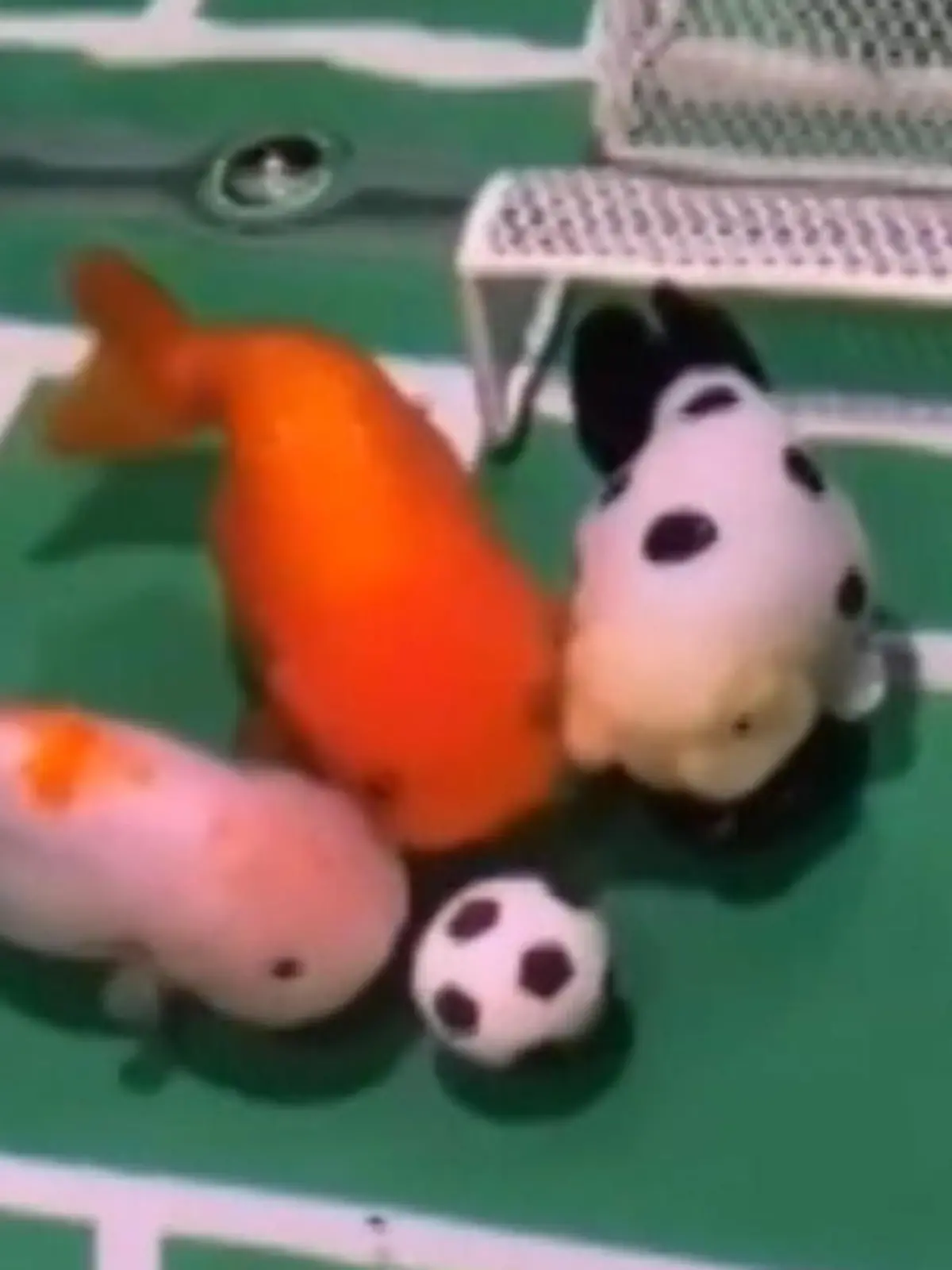 Was tun, wenn man einerseits ein Faible für Fische hat, andererseits aber völlig verrückt nach Fußball ist? Der Chinese Yang Tianxin hat seine Hobbys einfach kombiniert und seinen Fischen Fußball beigebracht.