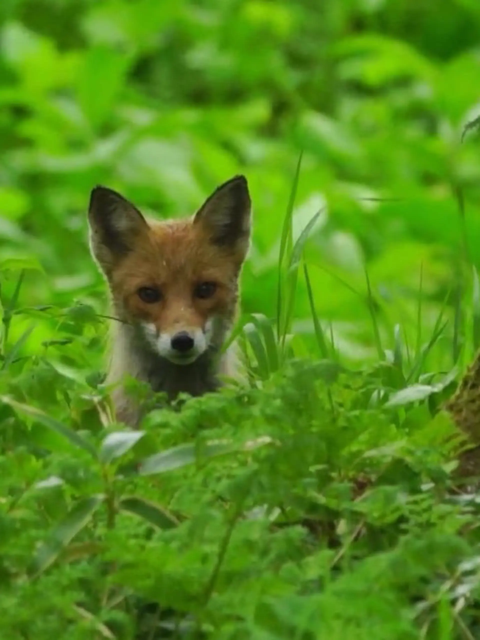 Diese Aufnahme versetzt die Wissenschaft in Aufruhr! Spanische Forscher haben einen Rotfuchs dabei gefilmt, wie er innerhalb weniger Stunden mit seinem Maul zehn Karpfen aus einem See angelt. Was daran so außergewöhnlich ist, verraten wir im Video.