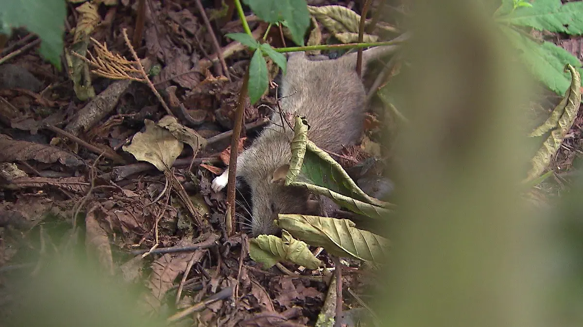 Eine tote Ratte liegt in Bremen-Walle - es ist kein ungewöhnliches Bild.