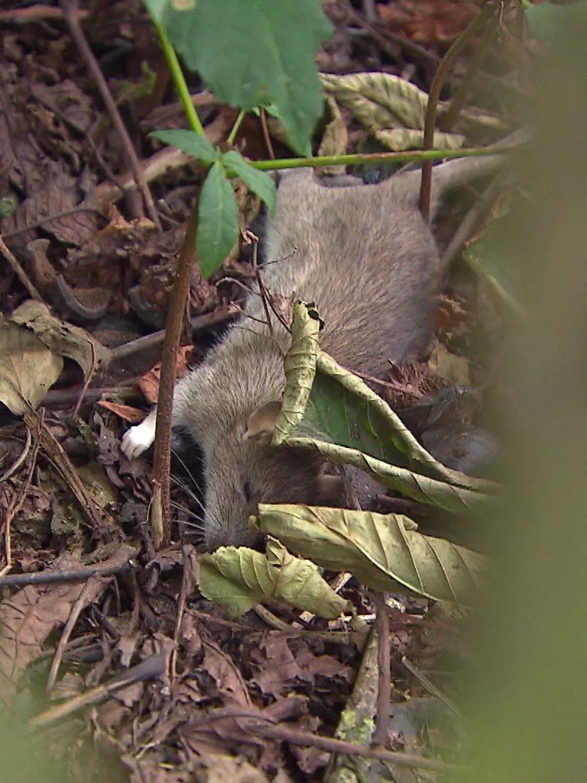 Eine tote Ratte liegt in Bremen-Walle - es ist kein ungewöhnliches Bild.