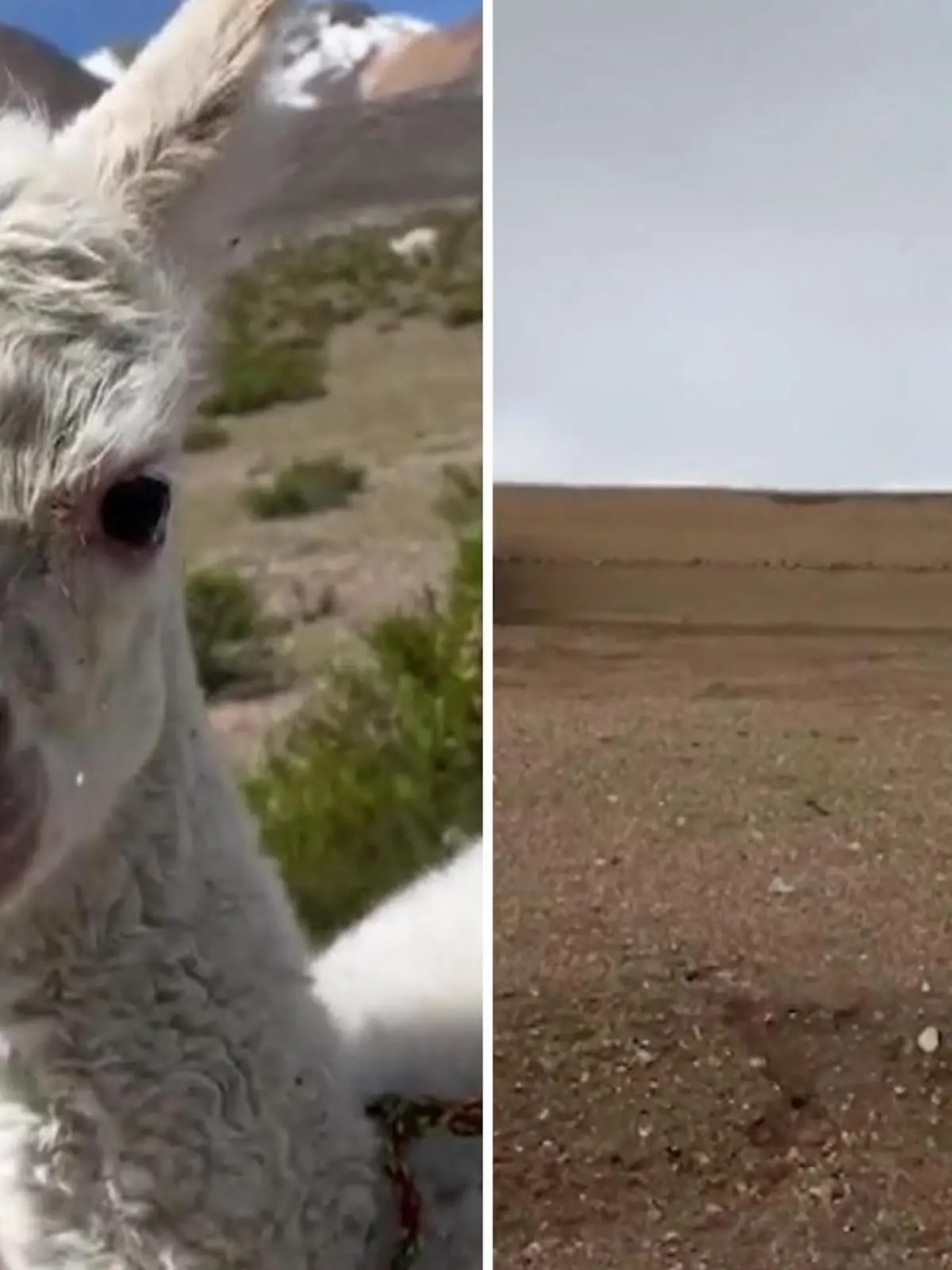 Ein Baby-Alpaka irrt ganz alleine durch die Berge. Zufällig wird es von Spaziergänger Victor Villafuerte aus Arequipa in Peru entdeckt. Laut ihm war das Tier sehr verängstigt und durstig. Da Victor jedoch keine Ahnung hat, wohin er das Alpaka bringen kann, entscheidet er vorerst, es zurückzulassen. Aber er kann nicht aufhören an das Tier zu denken. Mehr als 35 Millionen Mal wird Victors Video aufgerufen. Wie die Geschichte für das verirrte Alpaka ausging, das zeigen wir Ihnen im Video.