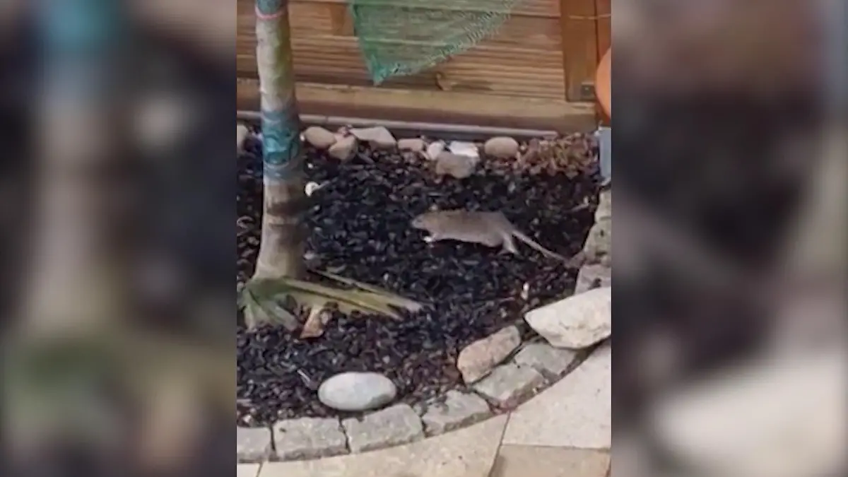 Die Anwohner filmen die Ratten mit dem Handy - täglich sehen sie die Tiere.