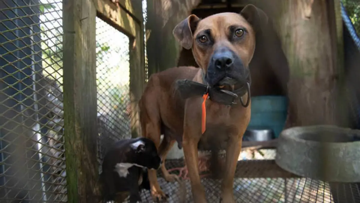 Hundekämpfe South Carolina