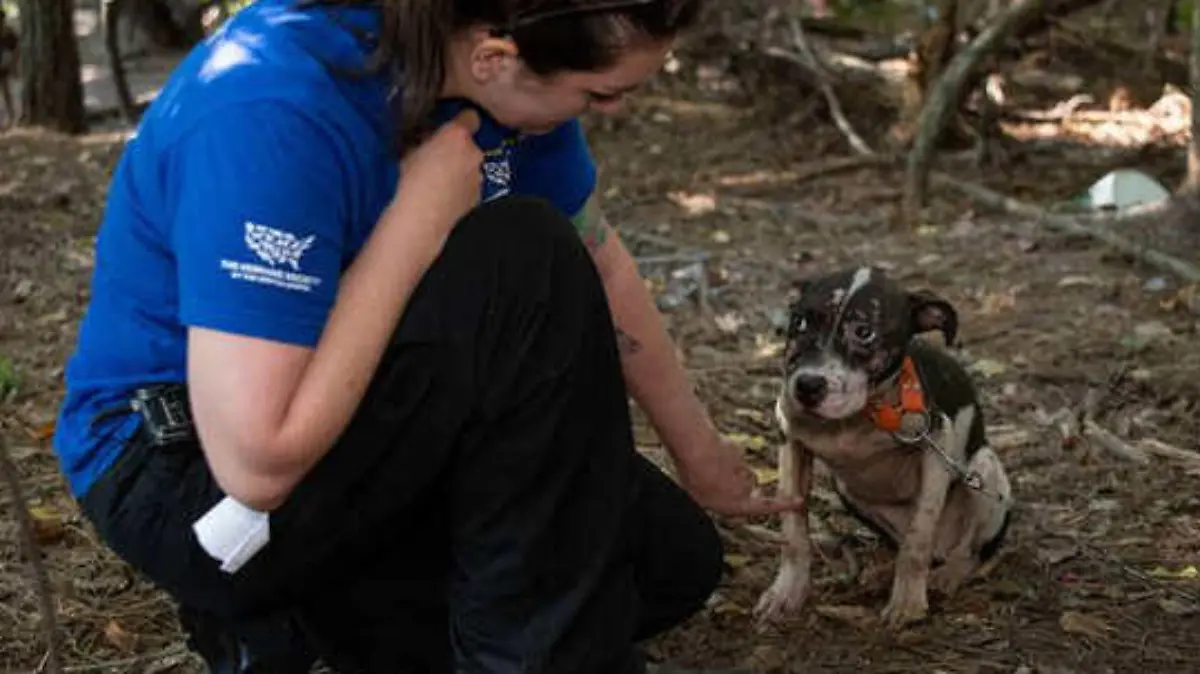 Hundekämpfe South Carolina