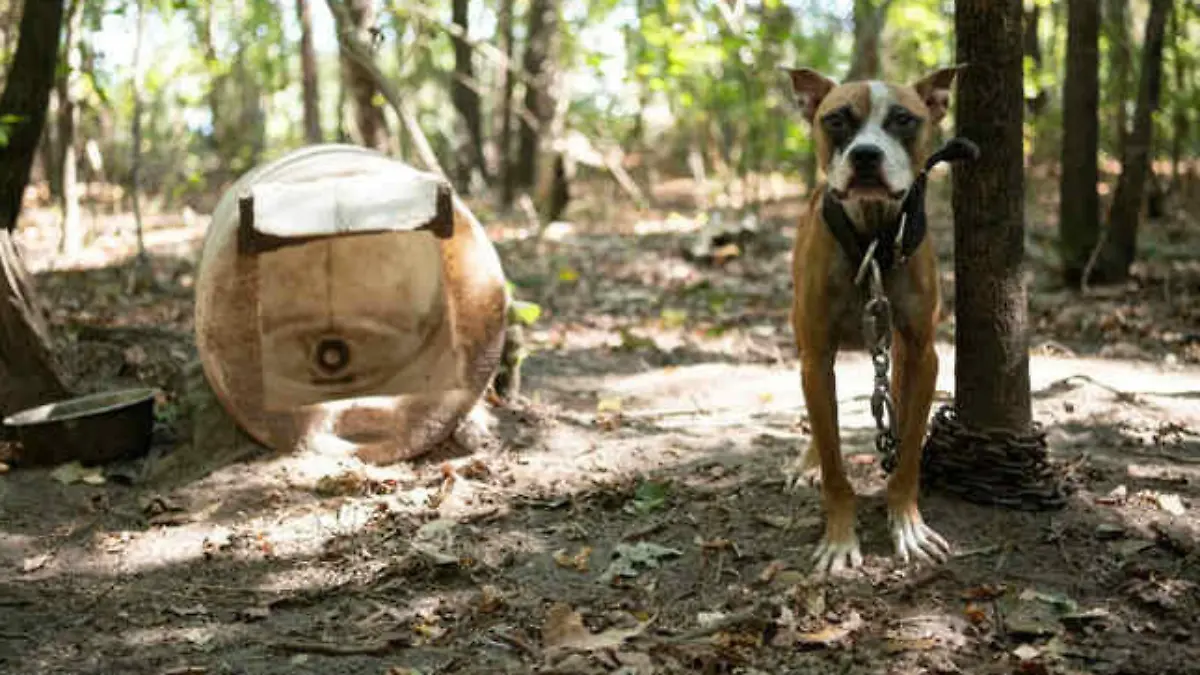 Hundekämpfe South Carolina