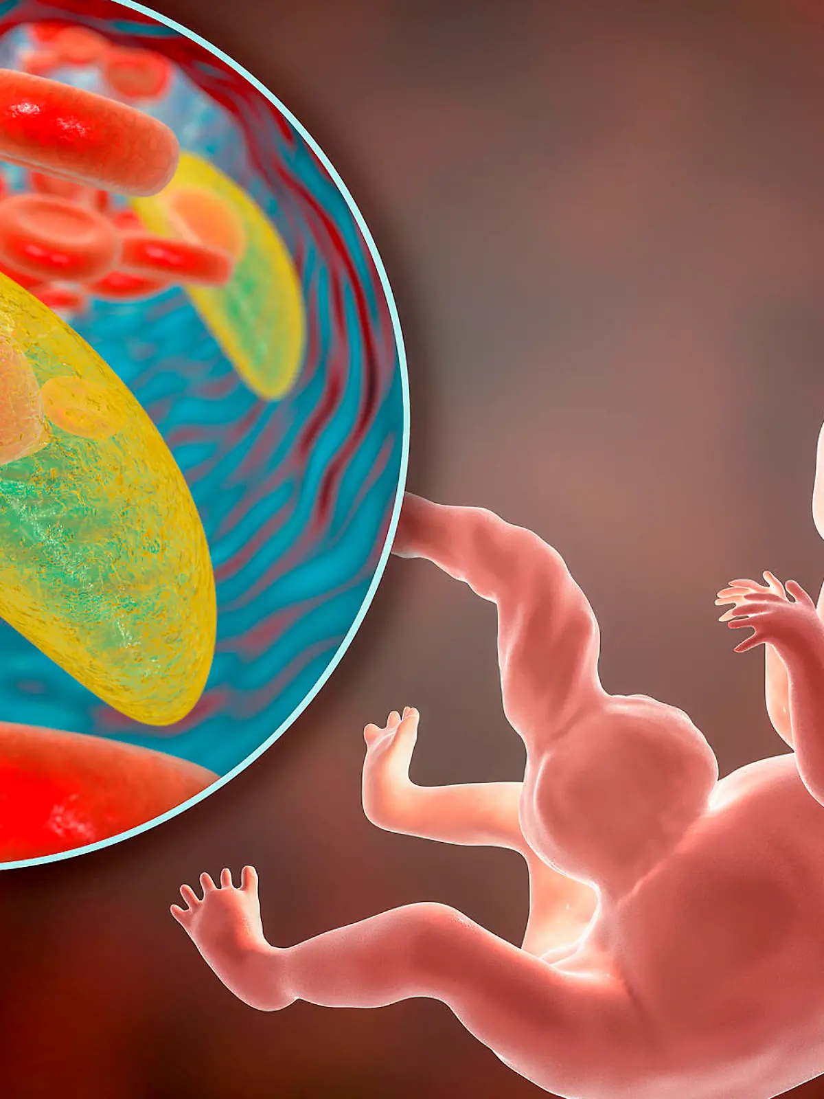 Gesundheitslexikon: Toxoplasmose