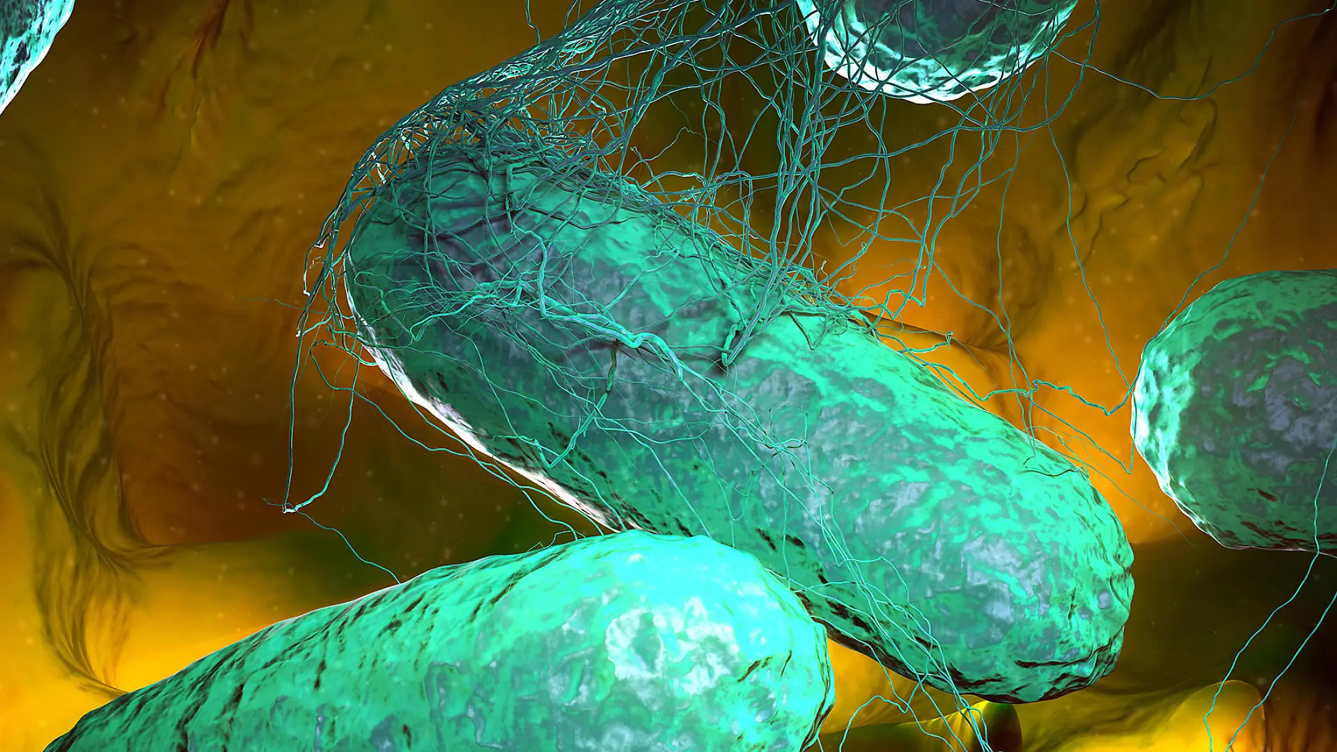 Gesundheitslexikon: Typhus