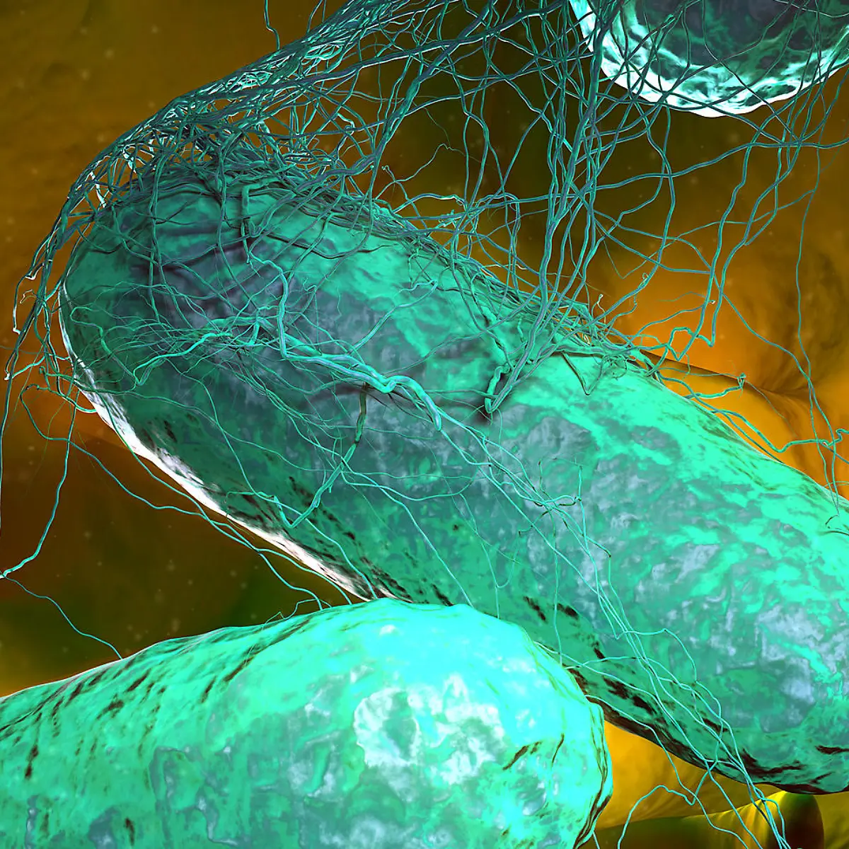 Typhus (Typhus abdominalis) Logo von Typhus (Typhus abdominalis)