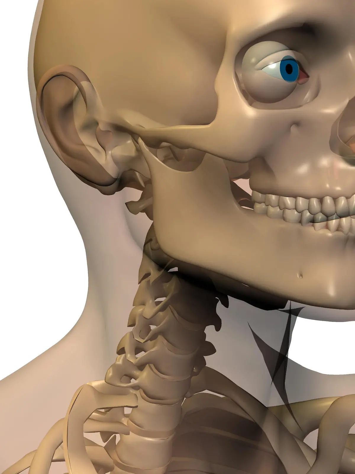 Skelett mit transparenter Haut / skeleton with transparent skin