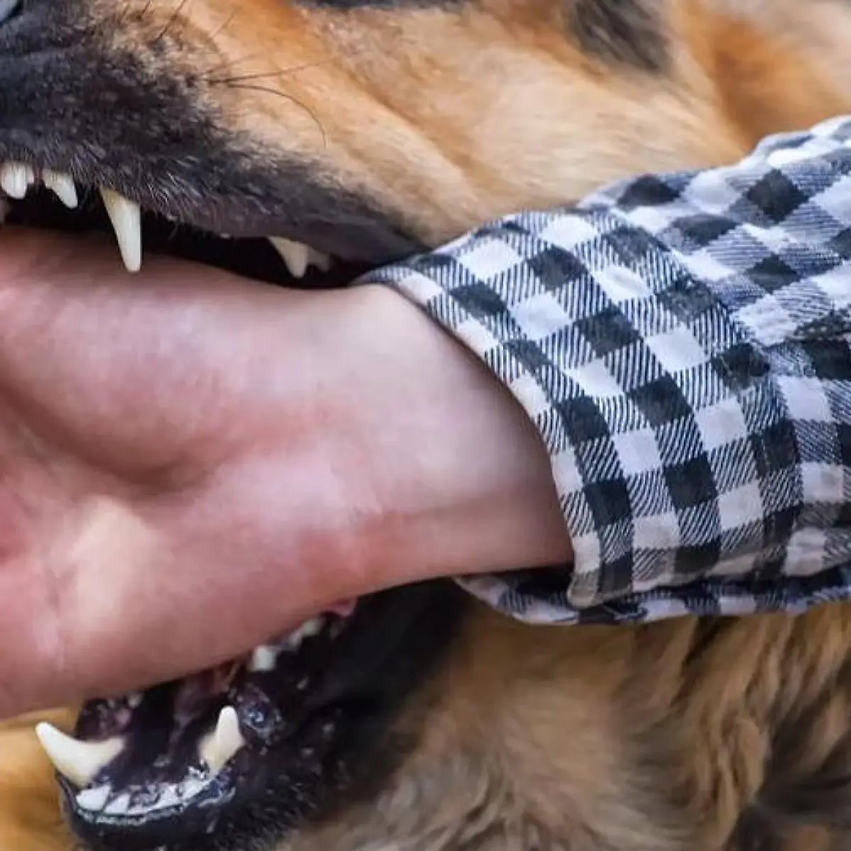 Tollwut Logo von Tollwut