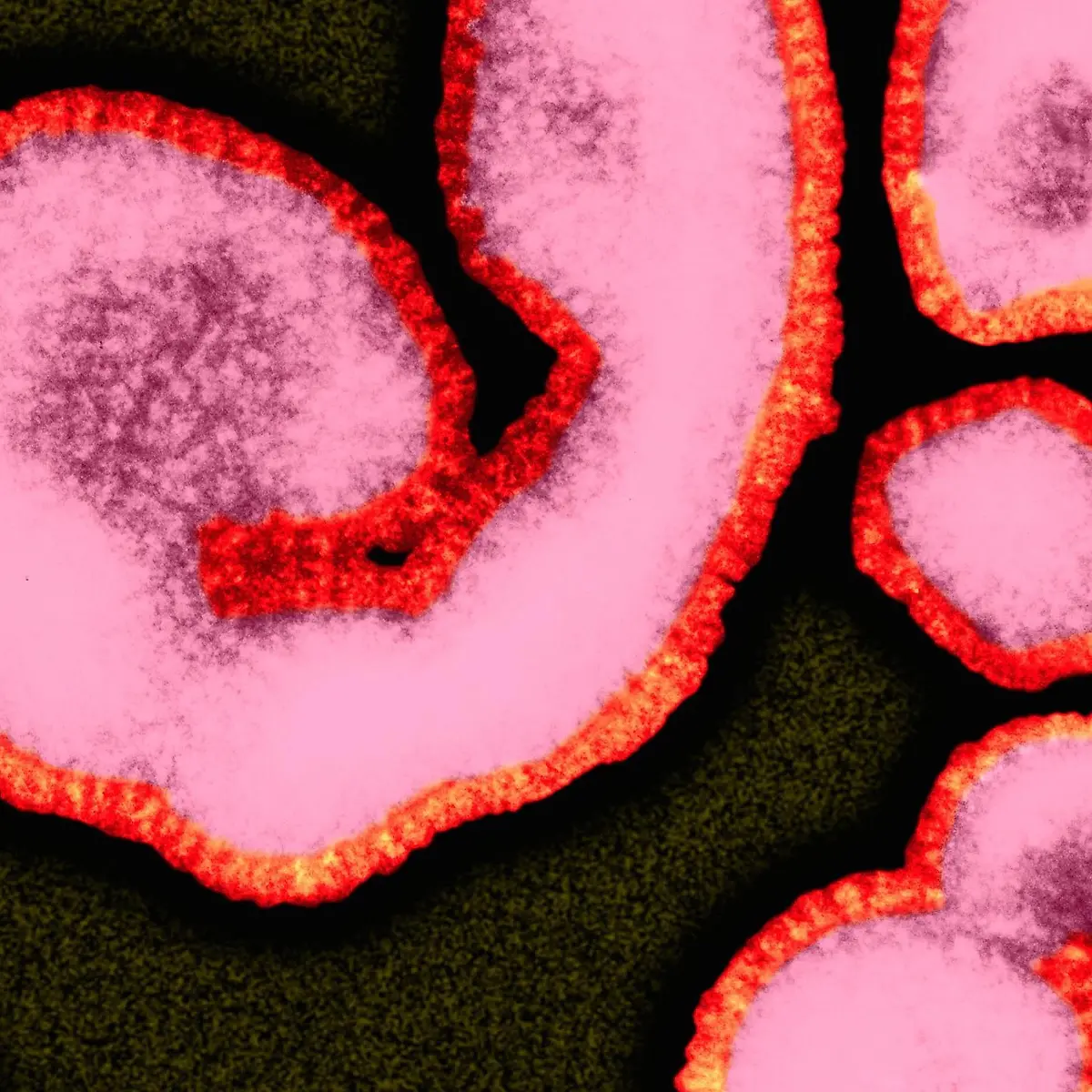 Virus (Viren) Logo von Virus (Viren)