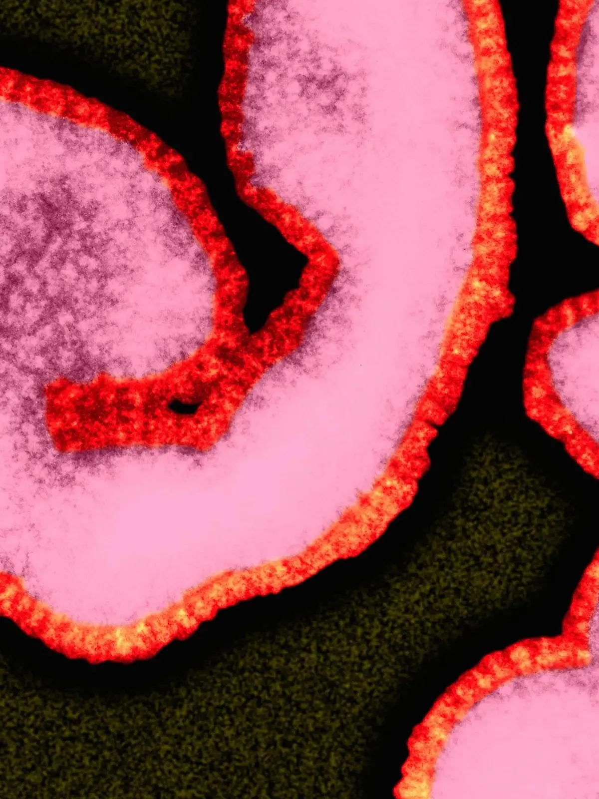  Influenza A virus, TEM Influenza A virus RNA virus, Orthomyxoviridae Family, coloured transmission electron micrograph TEM. Influenza Virus , often know as The Flu Virus often changes or mutates, complicating the development of suitable vaccines for all strains. As a result, epidemics or even occasional pandemics of influenza occur. The flu virus enters the body when small respiratory secretions from an infected person are inhaled. Influenza A virions have surface projections that contain the receptors by which the virus attaches to the host s respiratory tract epithelial cells. Symptoms commonly include headache, fever, muscle pain, cough, and generalized weakness. The young, elderly, and those with a weakened immune system are most affected. Original image courtesy of NIH. Magnification: x30,125 when shortest axis printed at 25 millimetres. PUBLICATIONxINxGERxSUIxHUNxONLY DENNISxKUNKELxMICROSCOPY/SCIENCExPHOTOxLIBRARY F017/4227