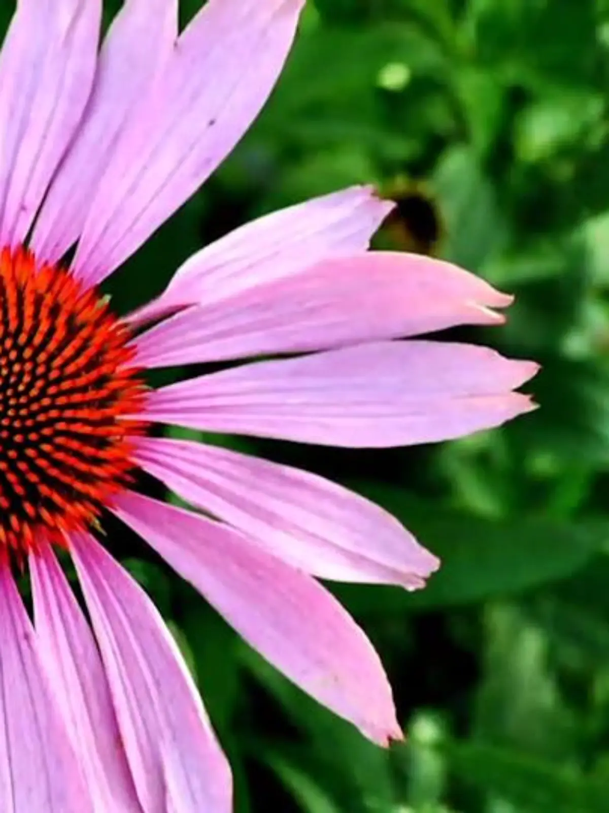 Bild zu: "Echinacea (Sonnenhut)"