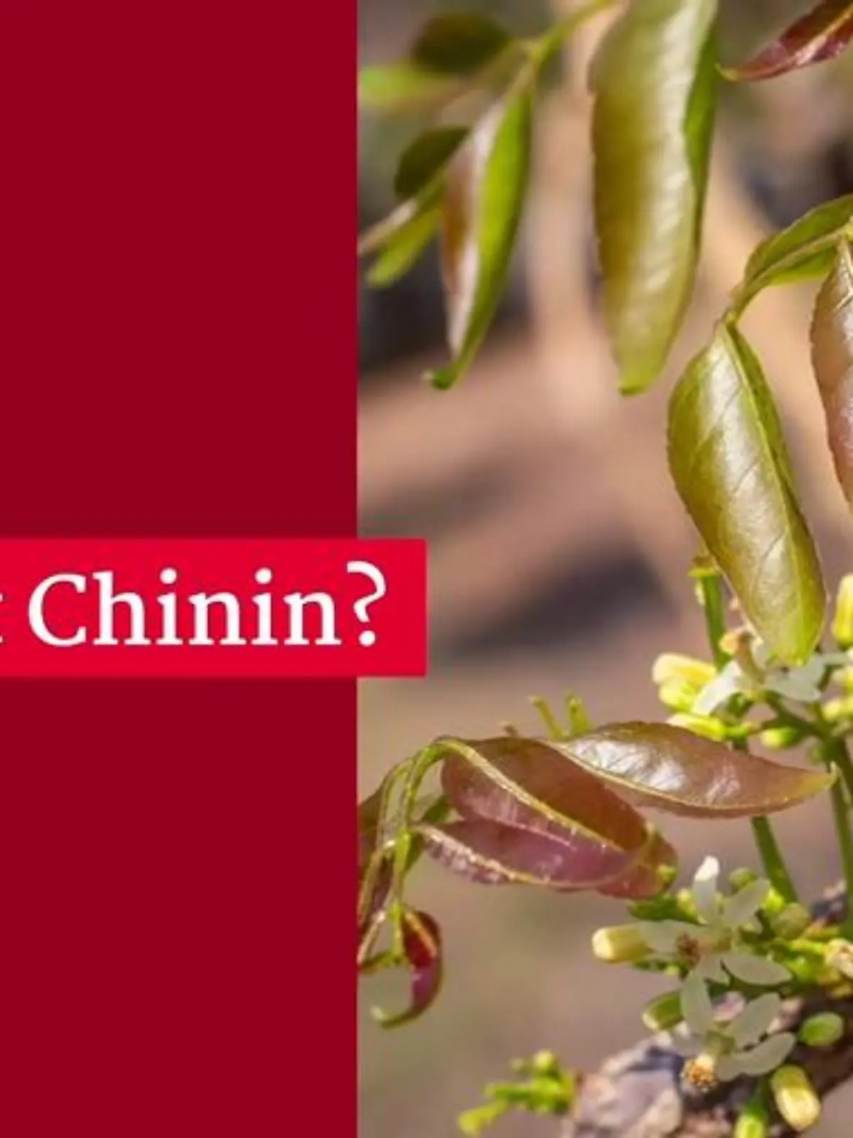 Bild zu: "Chinin"