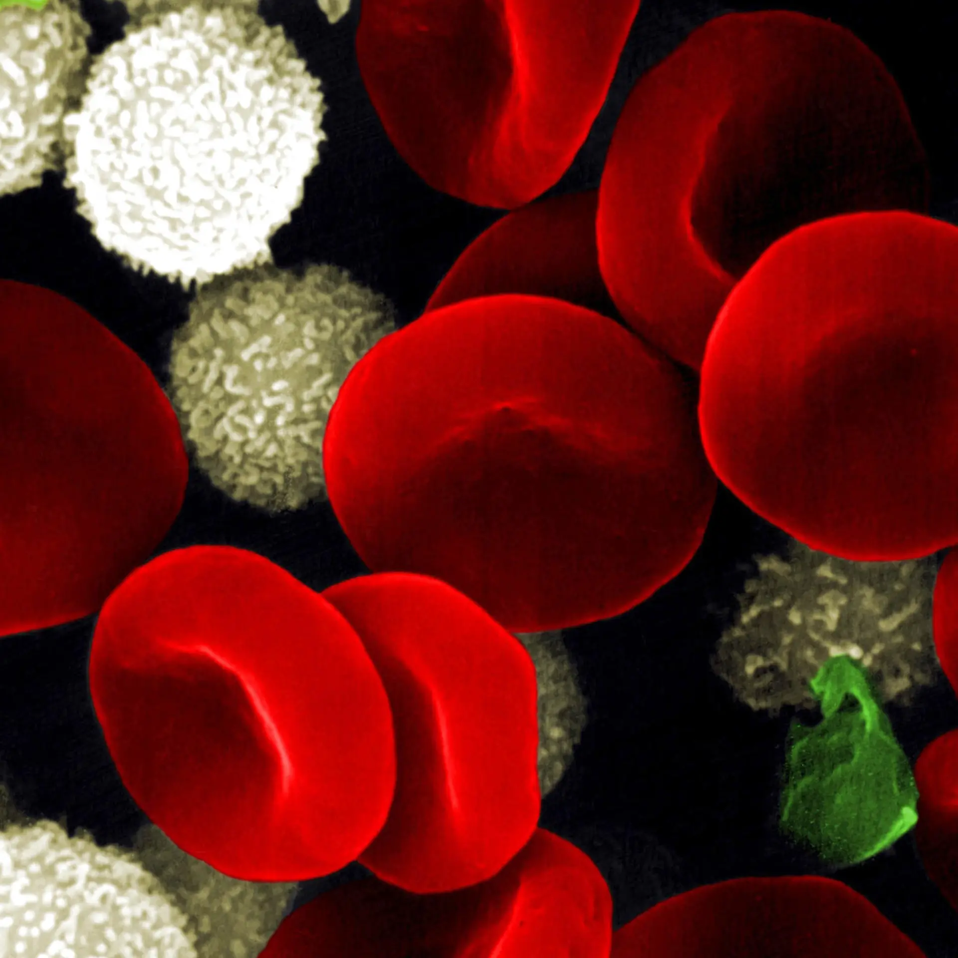 Thrombozyten Logo von Thrombozyten