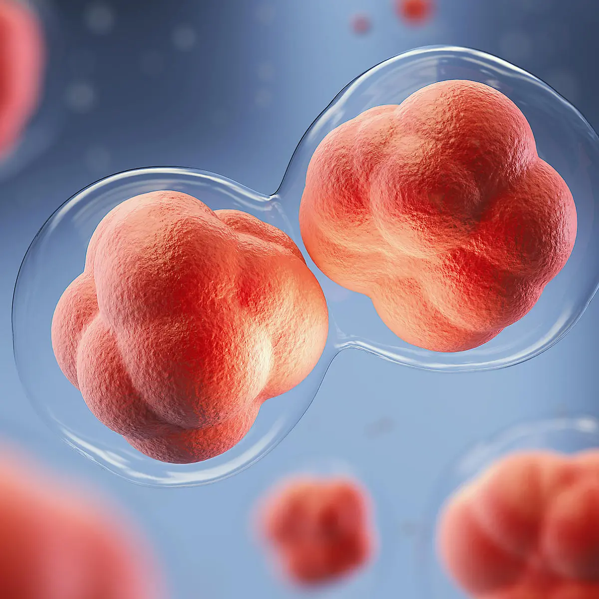 Mitose Logo von Mitose