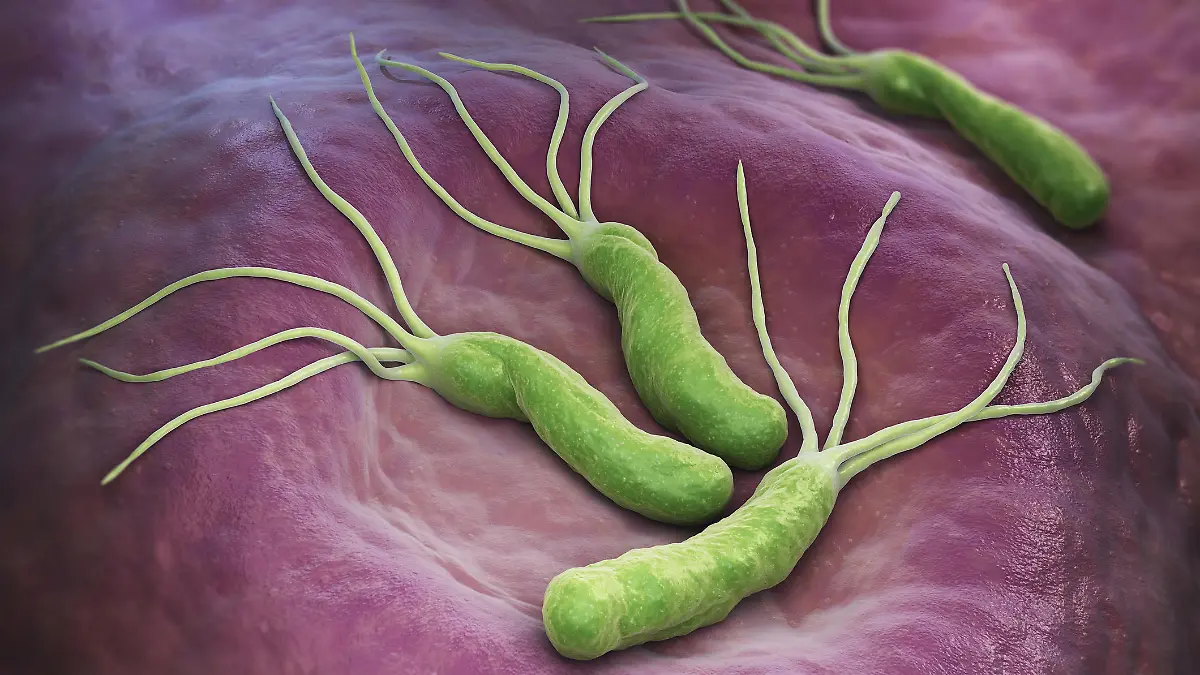 Gesundheitslexikon: Helicobacter pylori