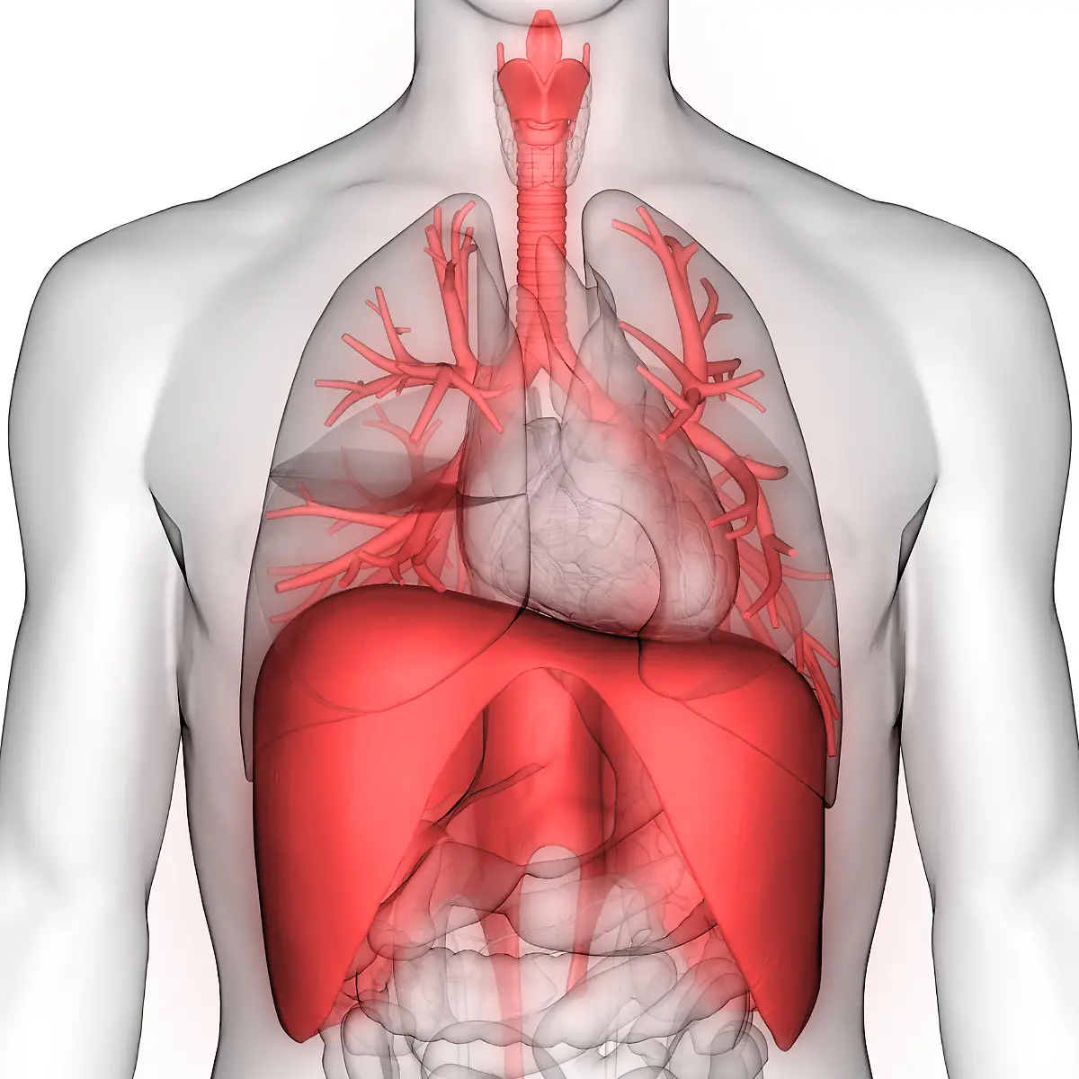 Zwerchfell Logo von Zwerchfell