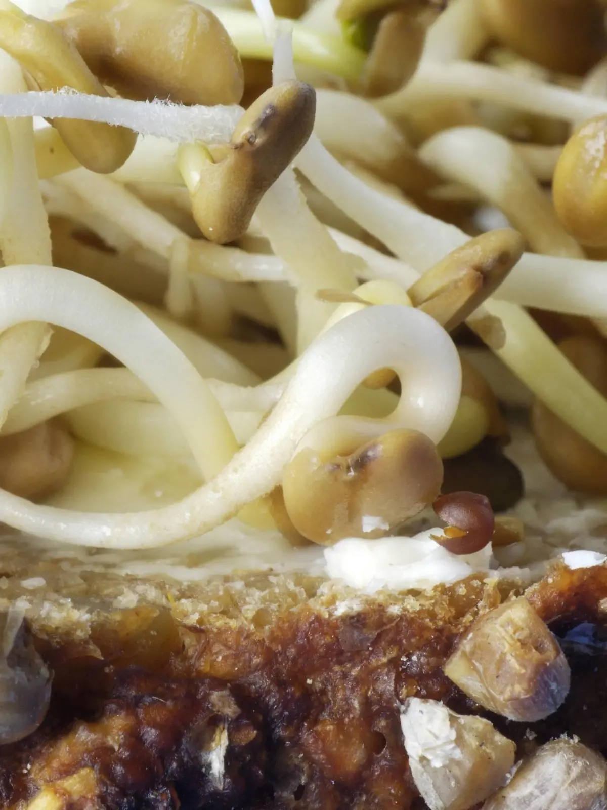Griechischer Bockshorn-Klee, Bockshornklee, Gelblicher Schabziegerklee (Trigonella foenum-graecum), frische Sprossen und Keimlinge | Fenugreek (Trigonella foenum-graecum), fresh sprouts and seedlings