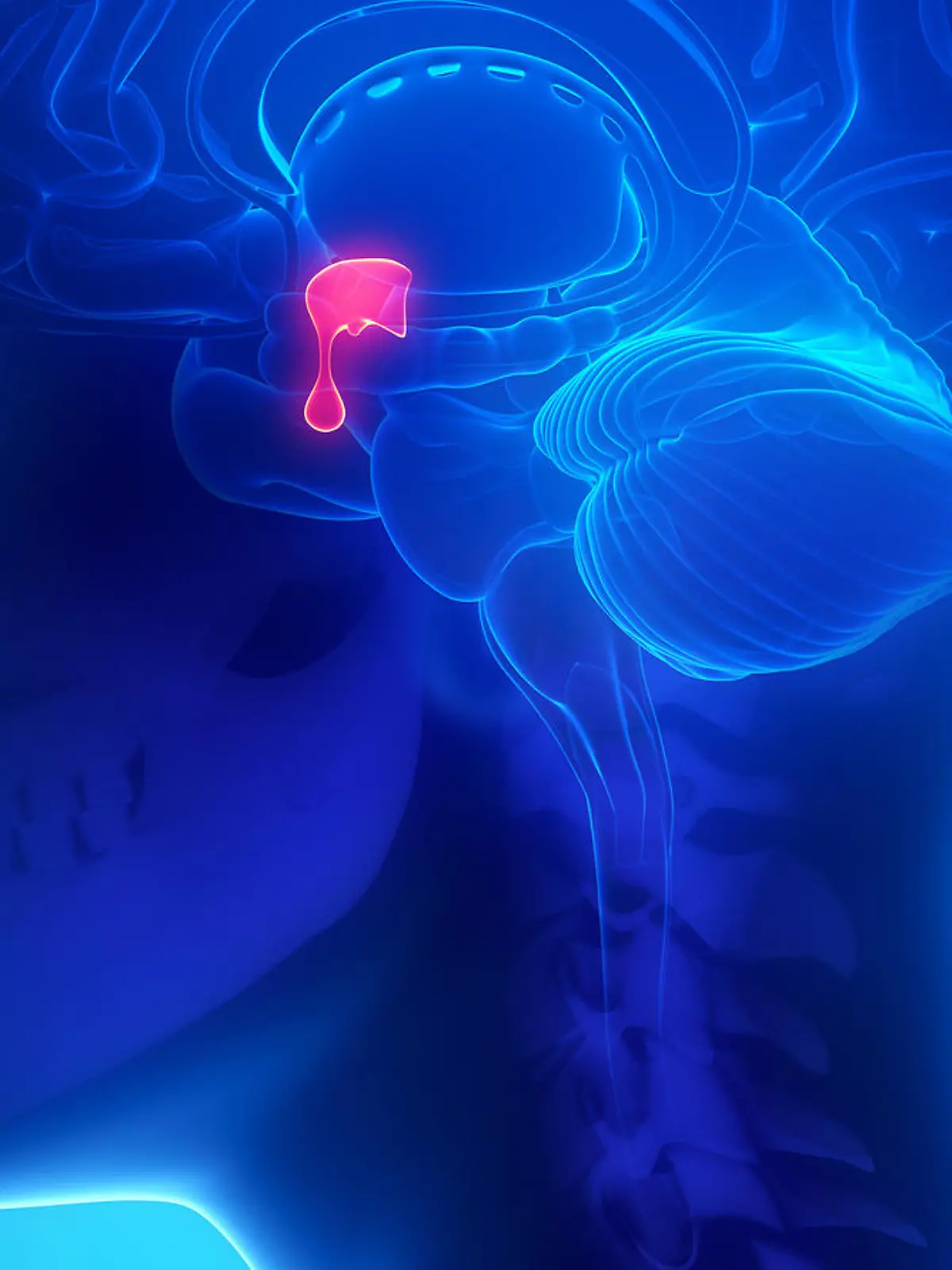 Gesundheitslexikon: Hirnanhangdrüse (Hypophyse)