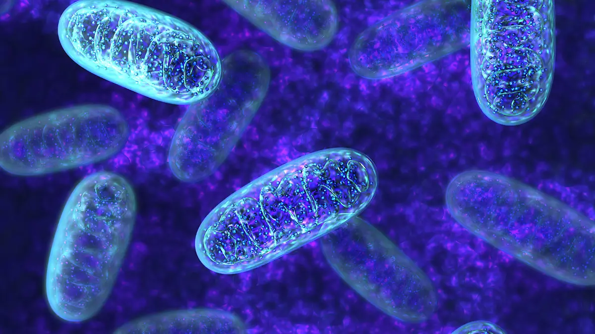Als Citratzyklus oder auch Krebszyklus wird ein Kreislauf von biochemischen Reaktionen in den Mitochondrien der tierischen Zellen bezeichnet