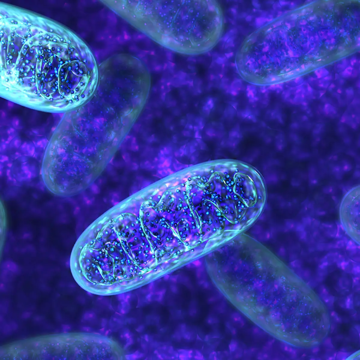 Mitochondrien (Mitochondrium) Logo von Mitochondrien (Mitochondrium)