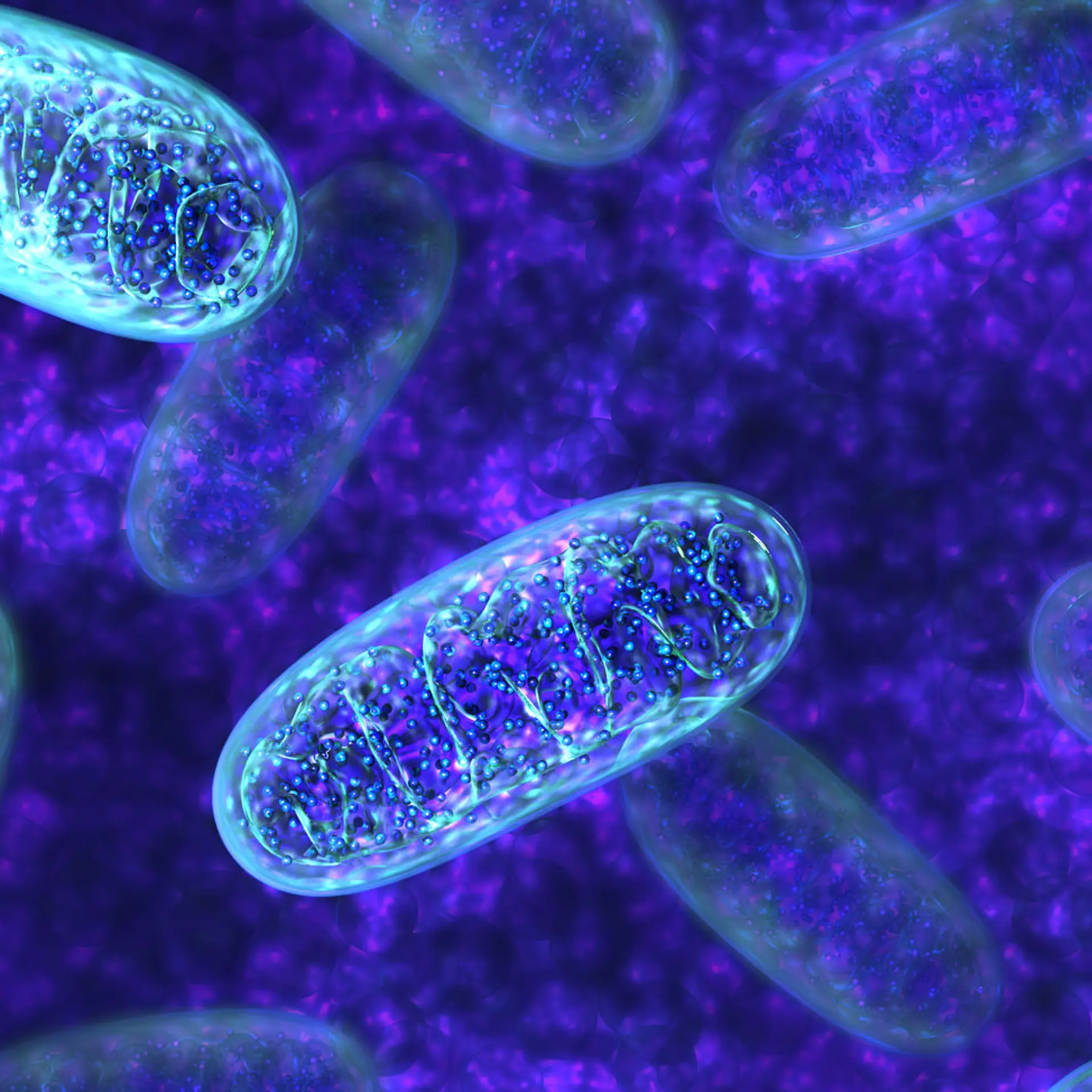 Mitochondrien (Mitochondrium) Logo von Mitochondrien (Mitochondrium)