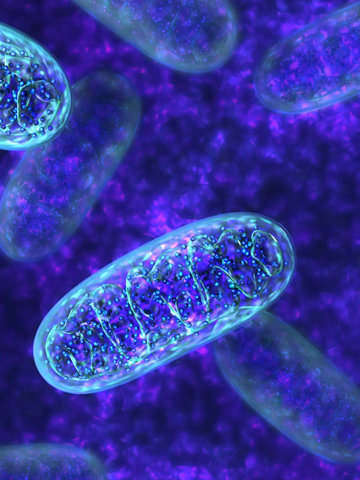 Als Citratzyklus oder auch Krebszyklus wird ein Kreislauf von biochemischen Reaktionen in den Mitochondrien der tierischen Zellen bezeichnet