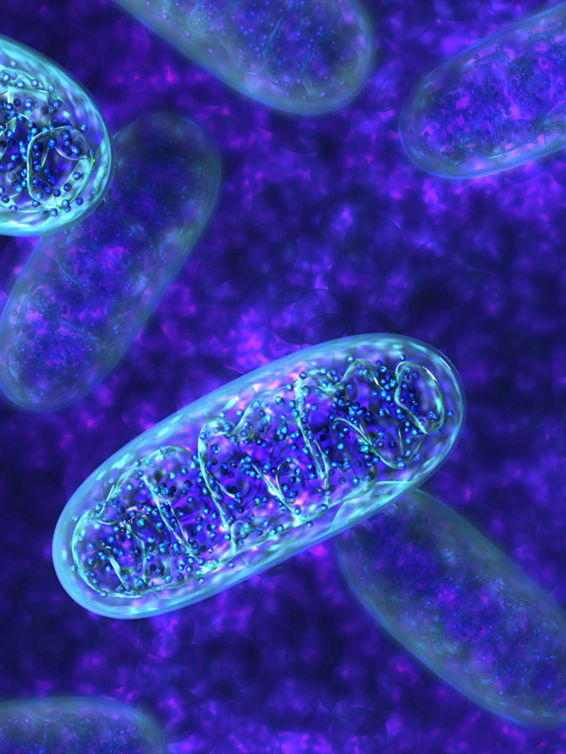 Als Citratzyklus oder auch Krebszyklus wird ein Kreislauf von biochemischen Reaktionen in den Mitochondrien der tierischen Zellen bezeichnet