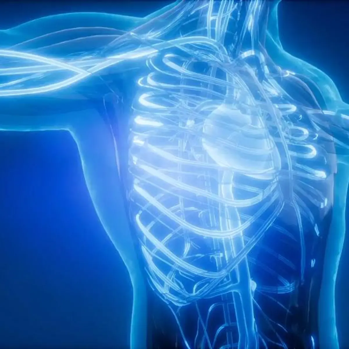 Thorax (Brustkorb) Logo von Thorax (Brustkorb)