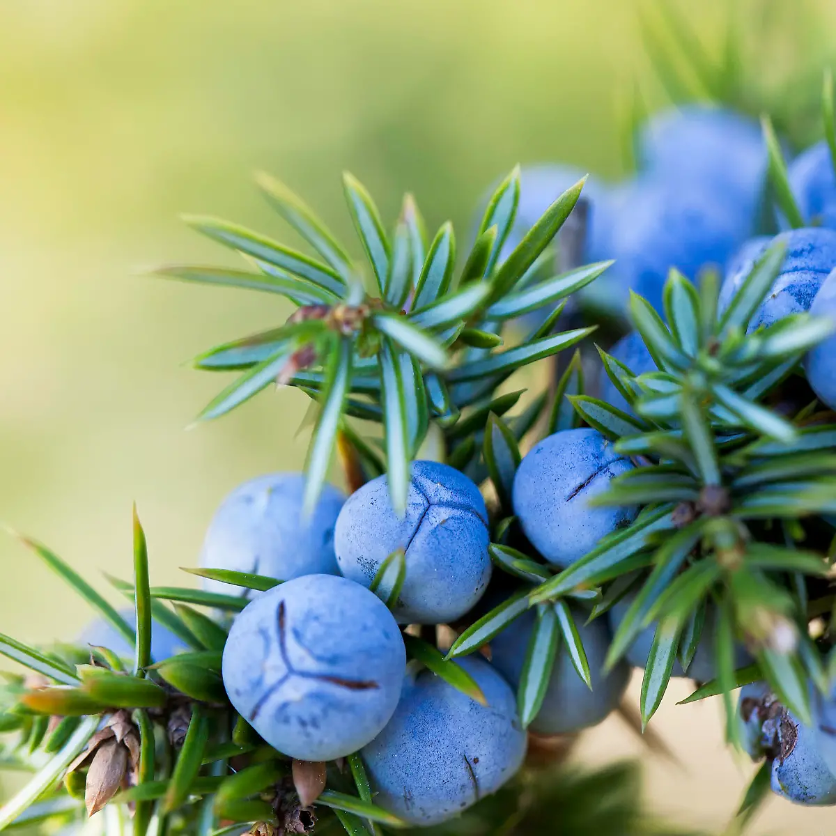 Wacholder Logo von Wacholder