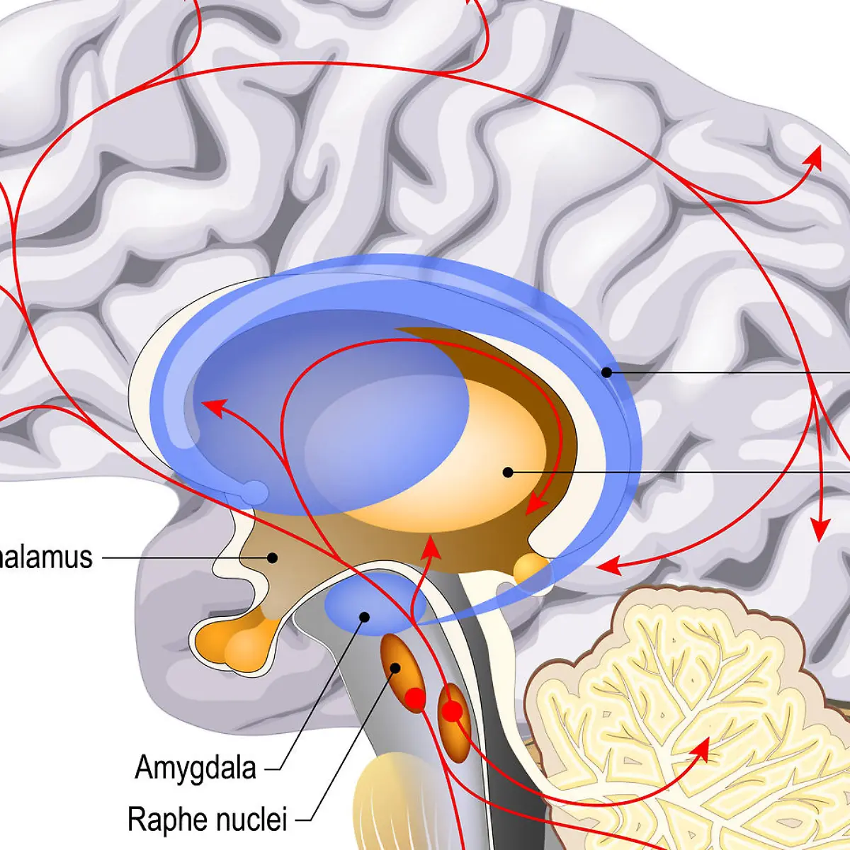 Hypothalamus Logo von Hypothalamus