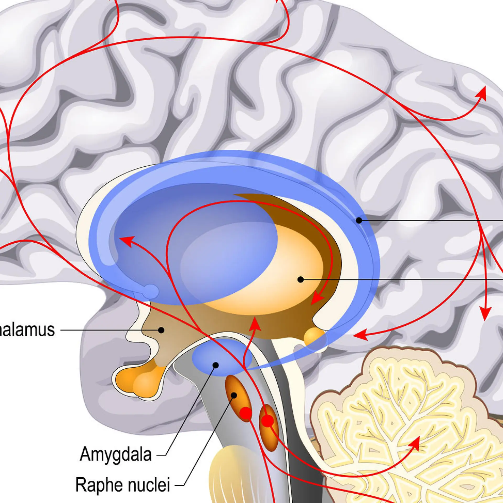 Hypothalamus Logo von Hypothalamus