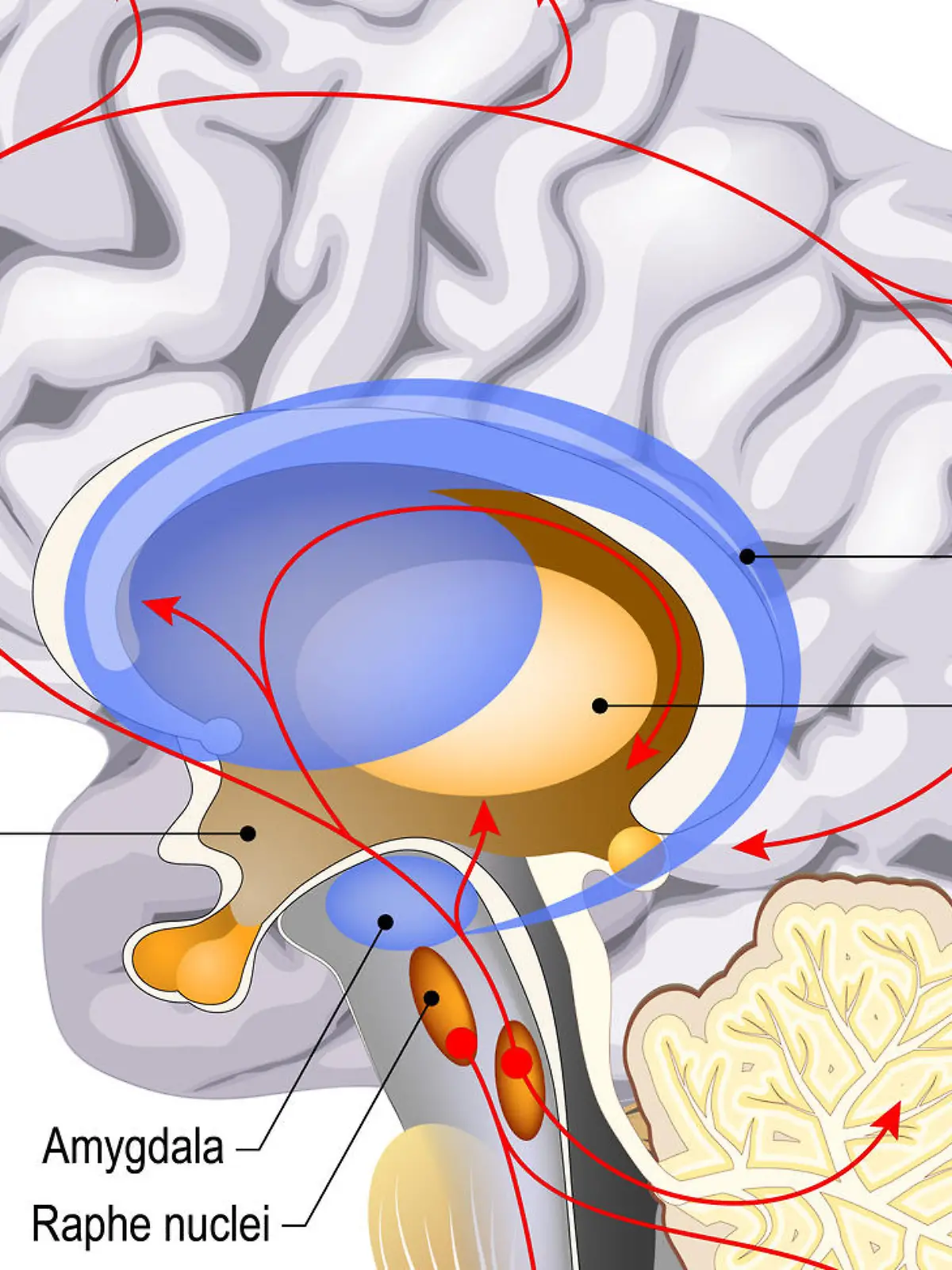 Gesundheitslexikon: Hypothalamus
