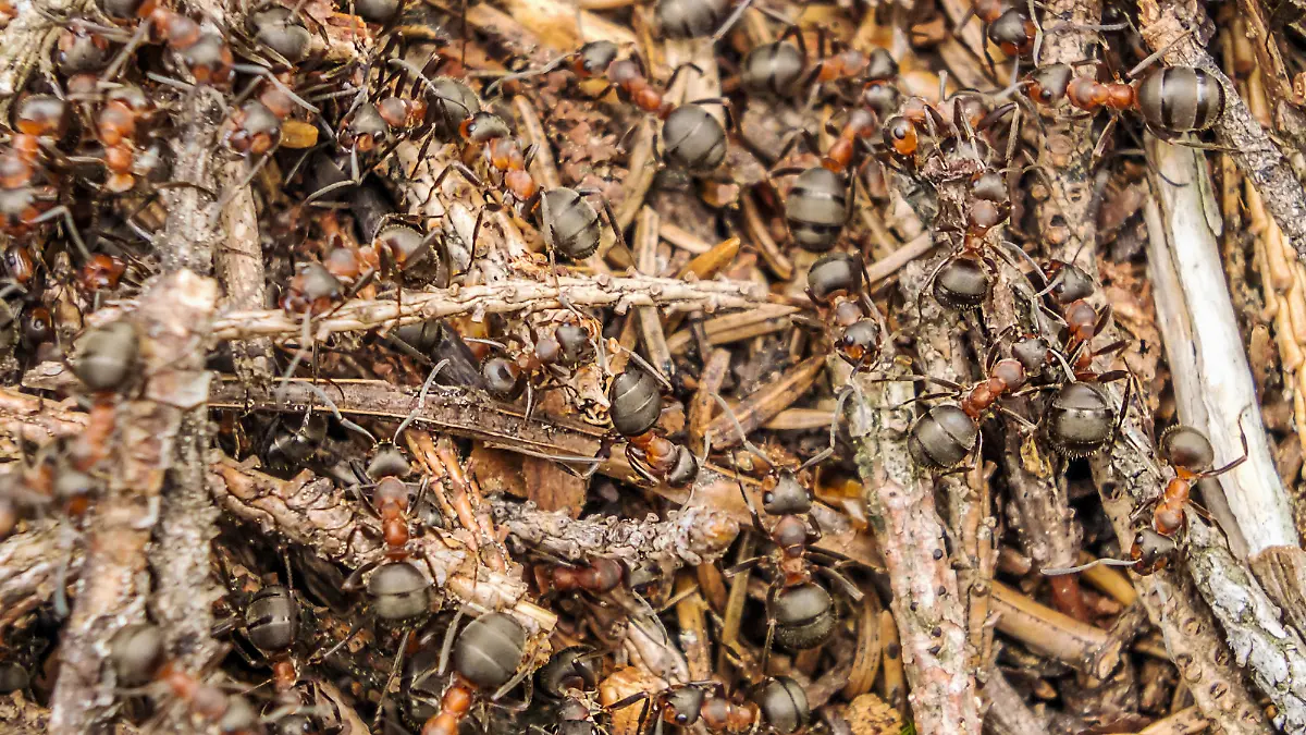 Gesundheitslexikon: Ameisensäure ist eine stechend riechende Flüssigkeit