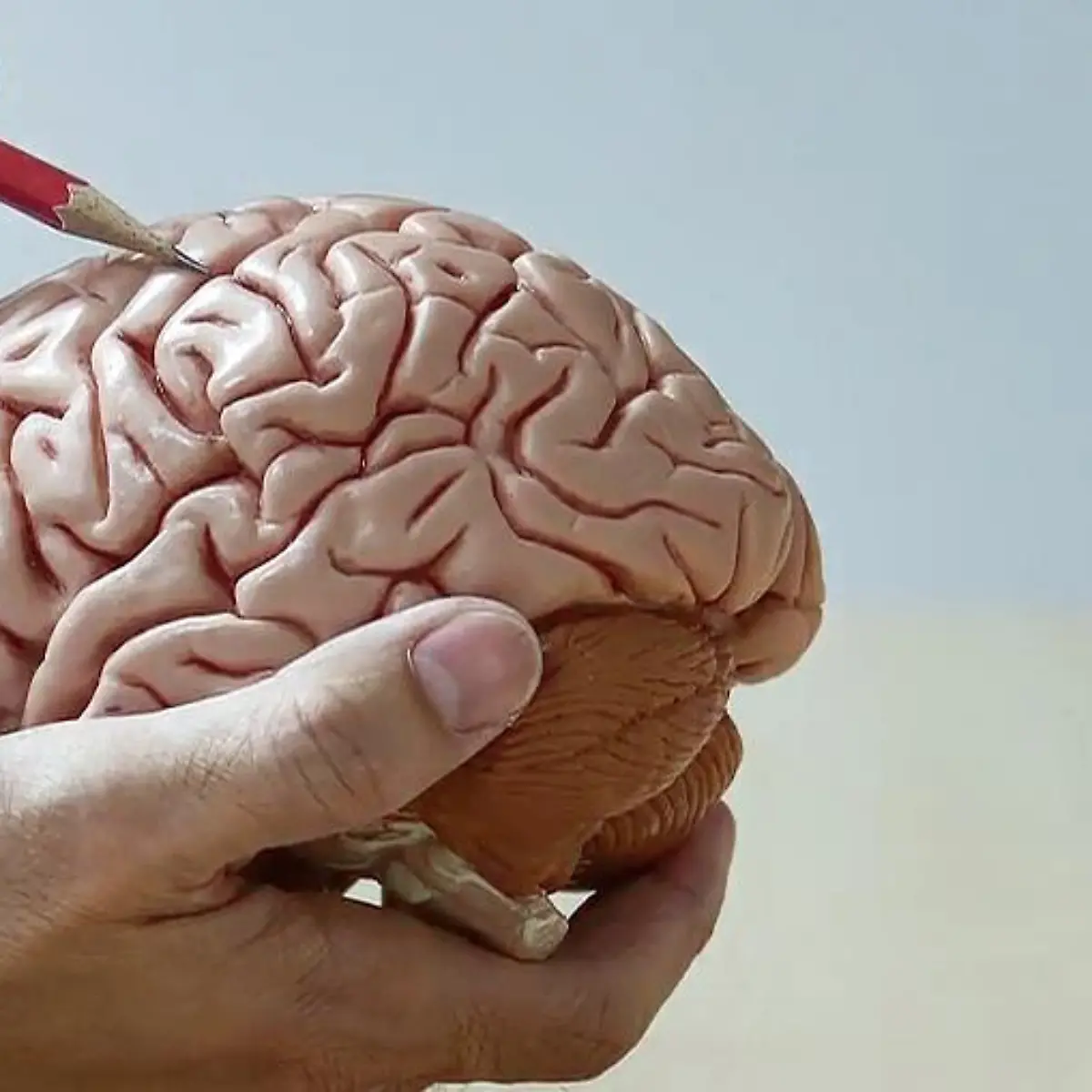 Hydrocephalus (Wasserkopf) Logo von Hydrocephalus (Wasserkopf)