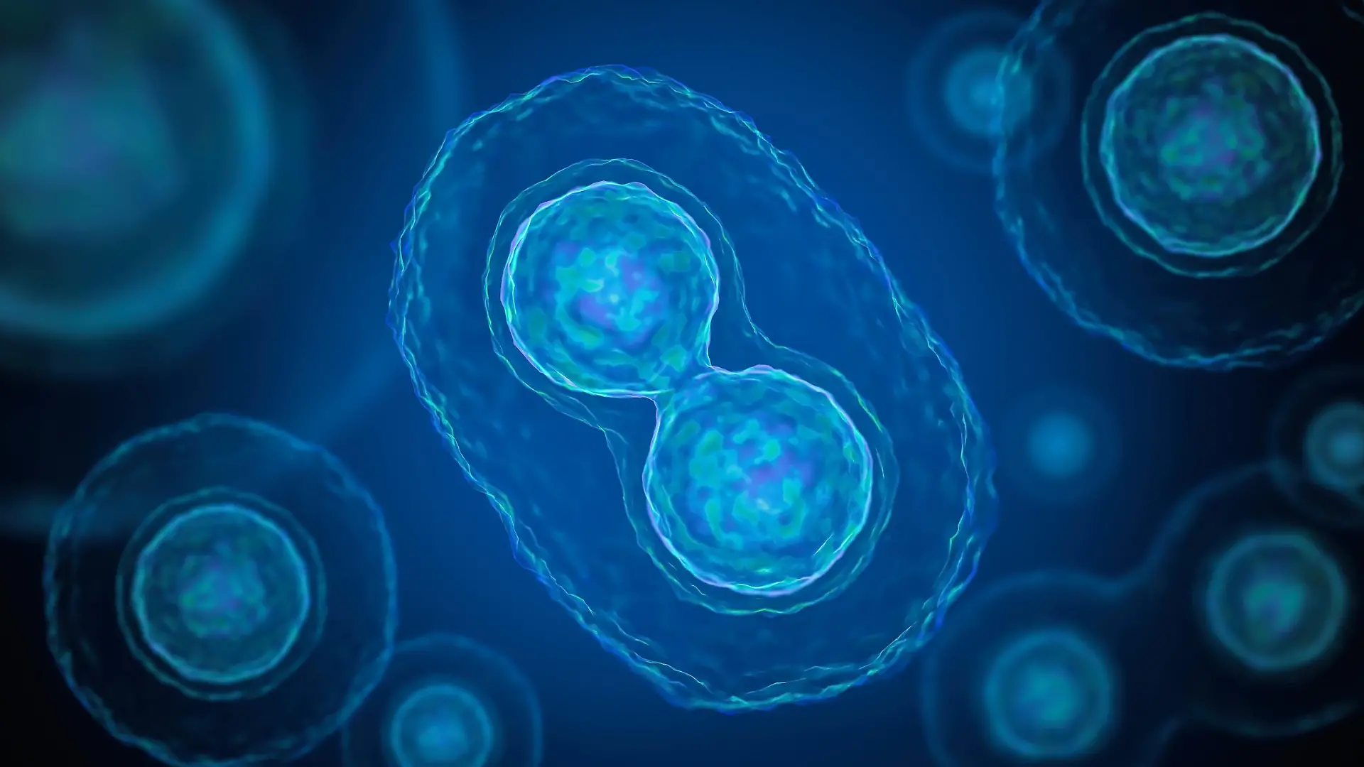 Gesundheitslexikon: Meiose