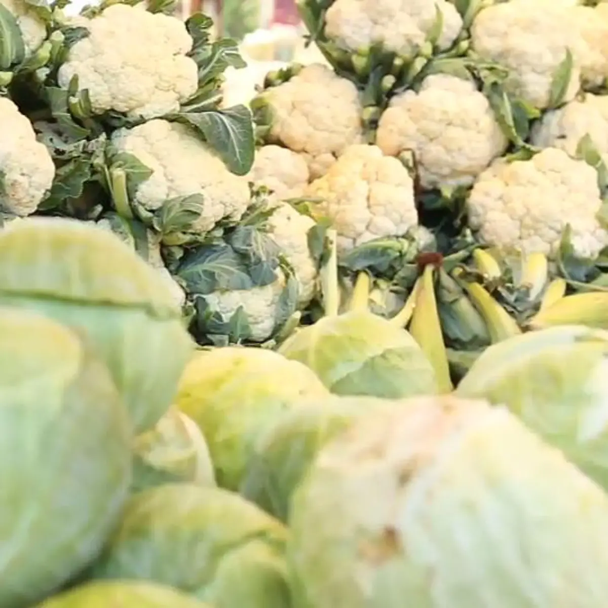 Vitamin K1 (Phyllochinon) Logo von Vitamin K1 (Phyllochinon)